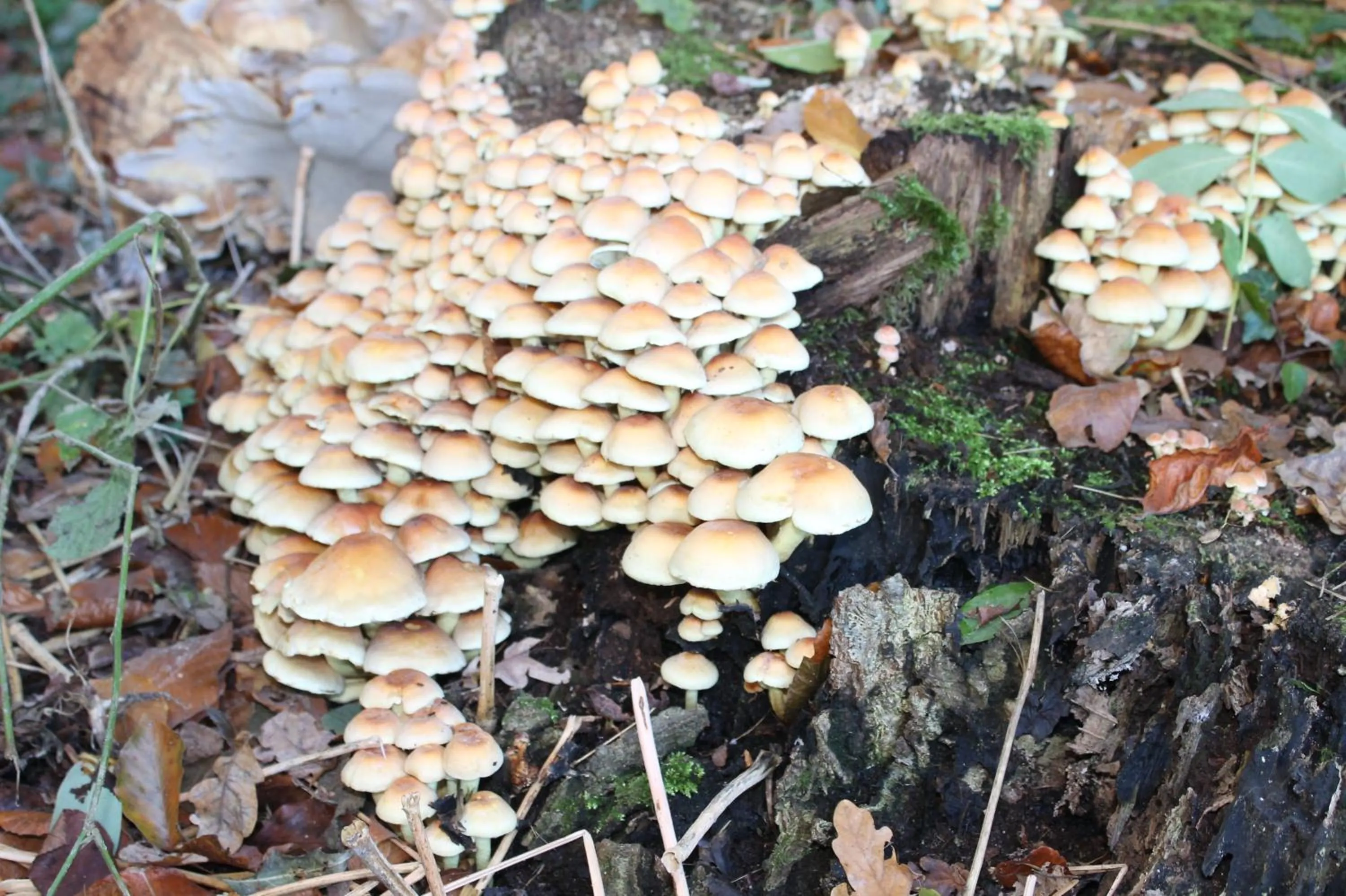 Natural landscape in Boutique Hotel Nieuw Beusink