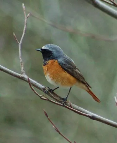 Animals in Boutique Hotel Nieuw Beusink