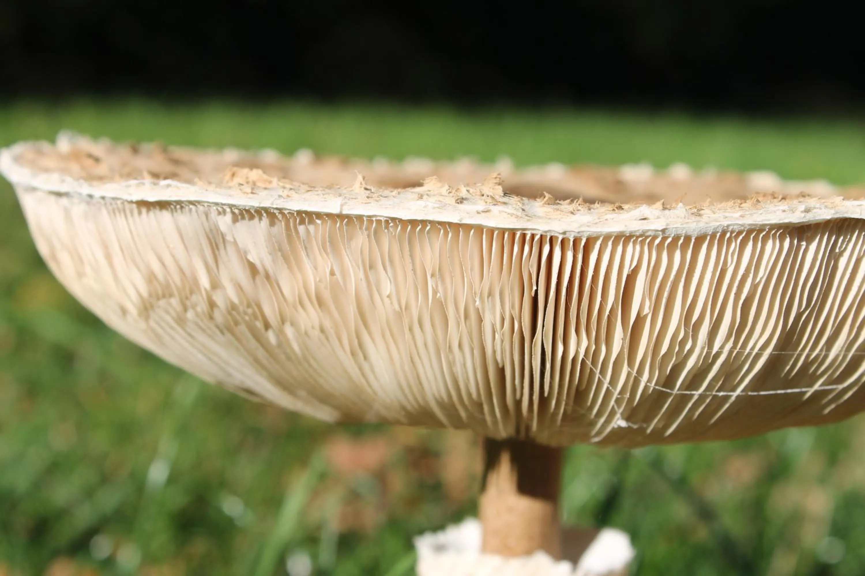 Natural landscape in Boutique Hotel Nieuw Beusink