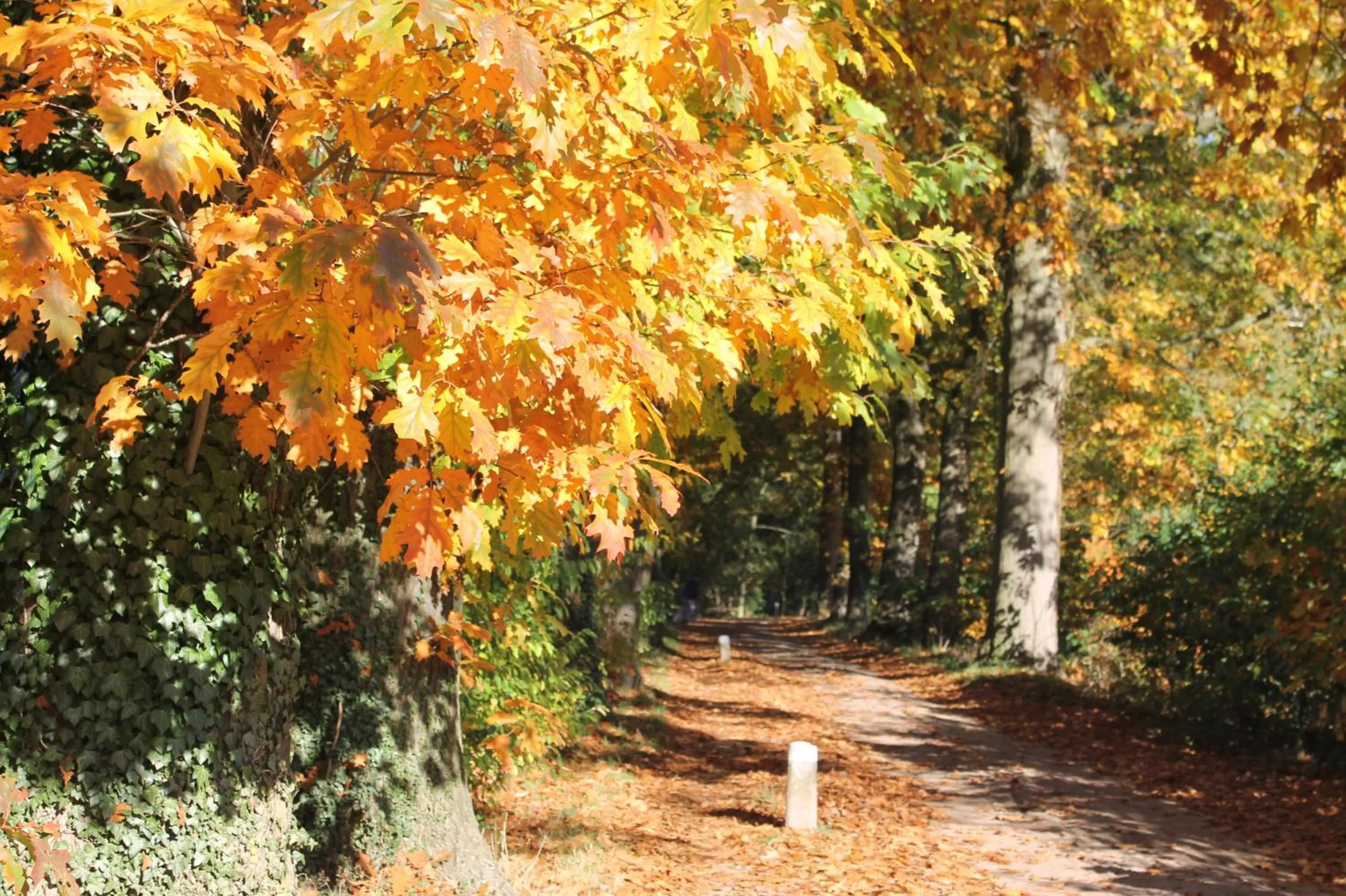 Natural landscape in Boutique Hotel Nieuw Beusink