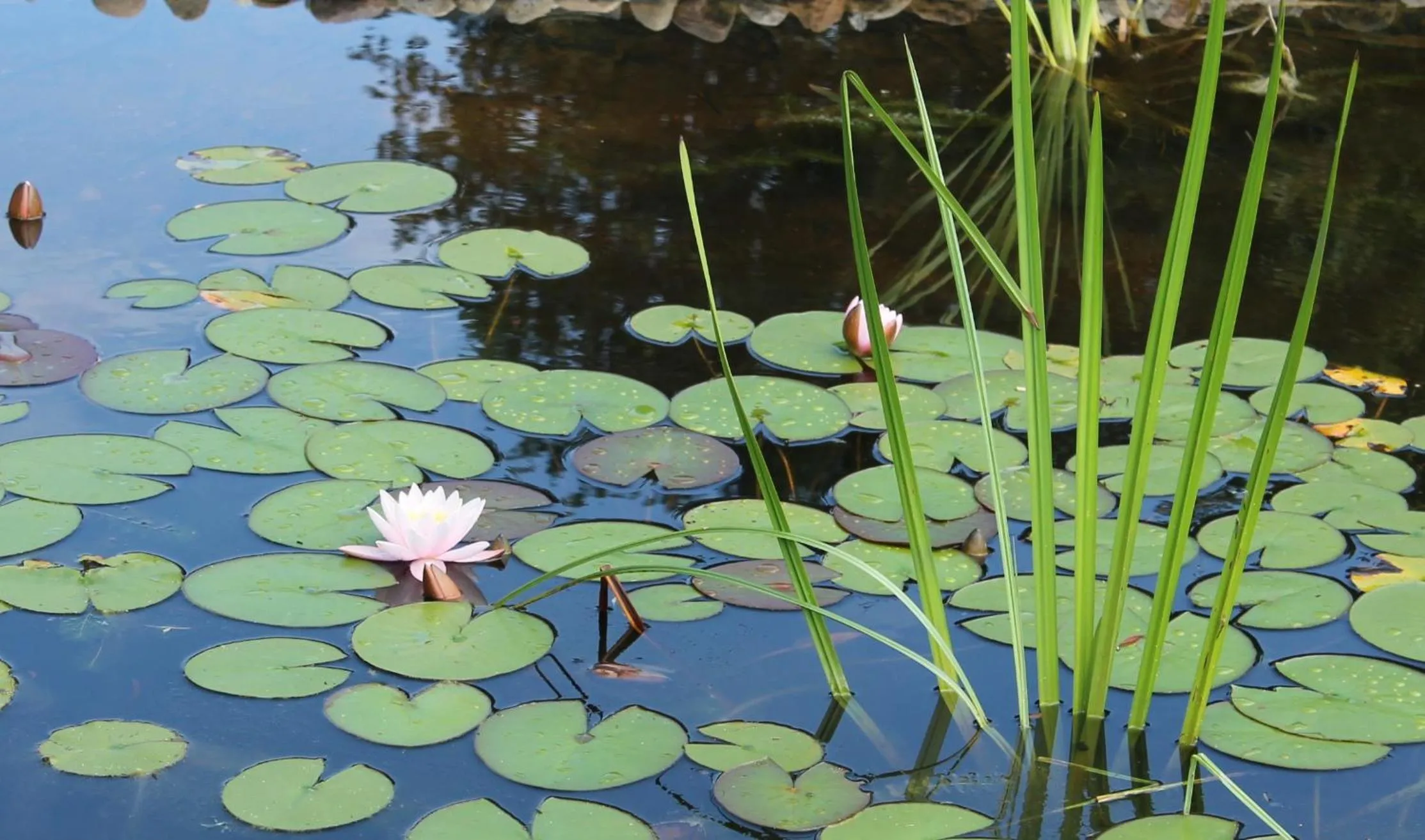Garden in Boutique Hotel Nieuw Beusink