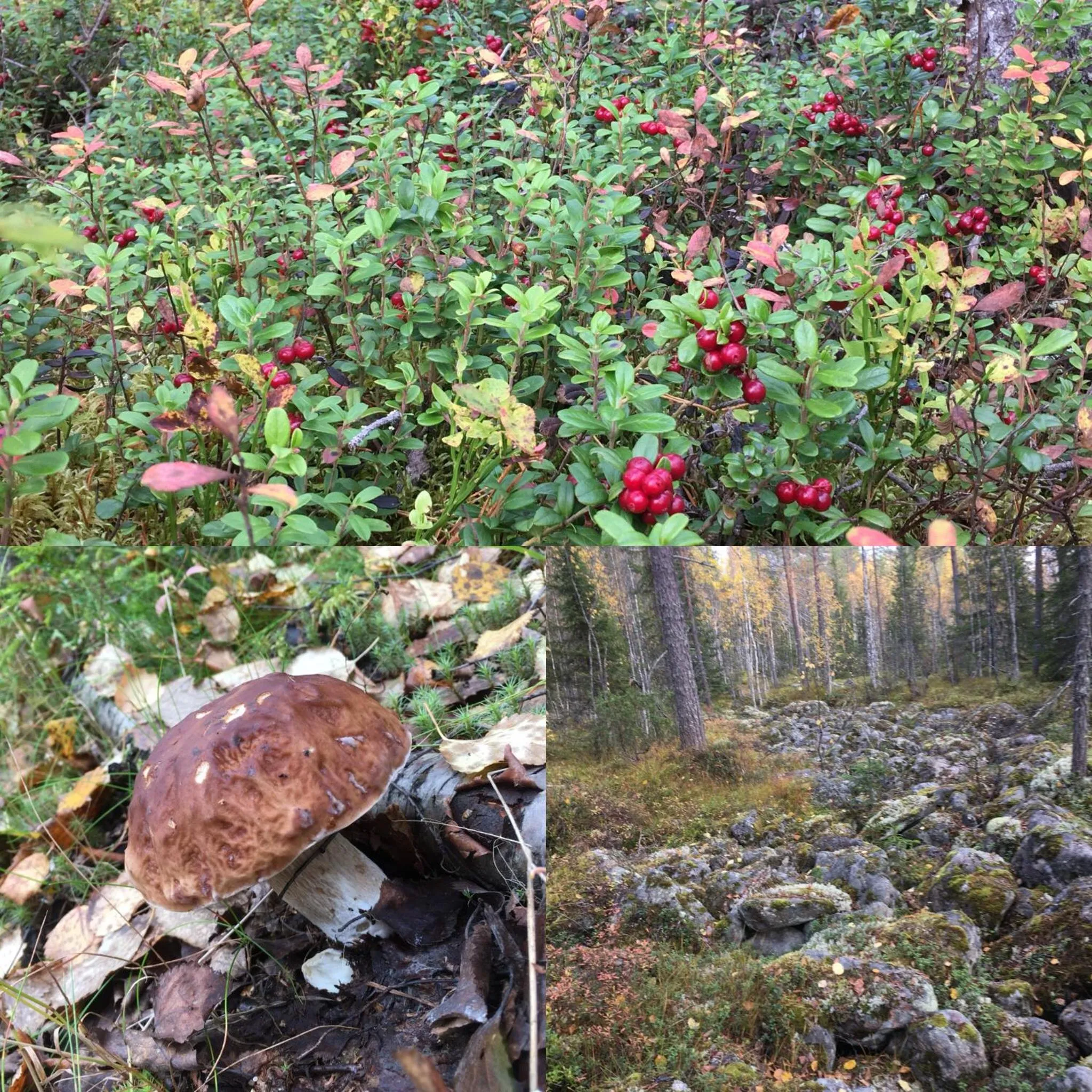 Natural landscape in Paljakka Mökit