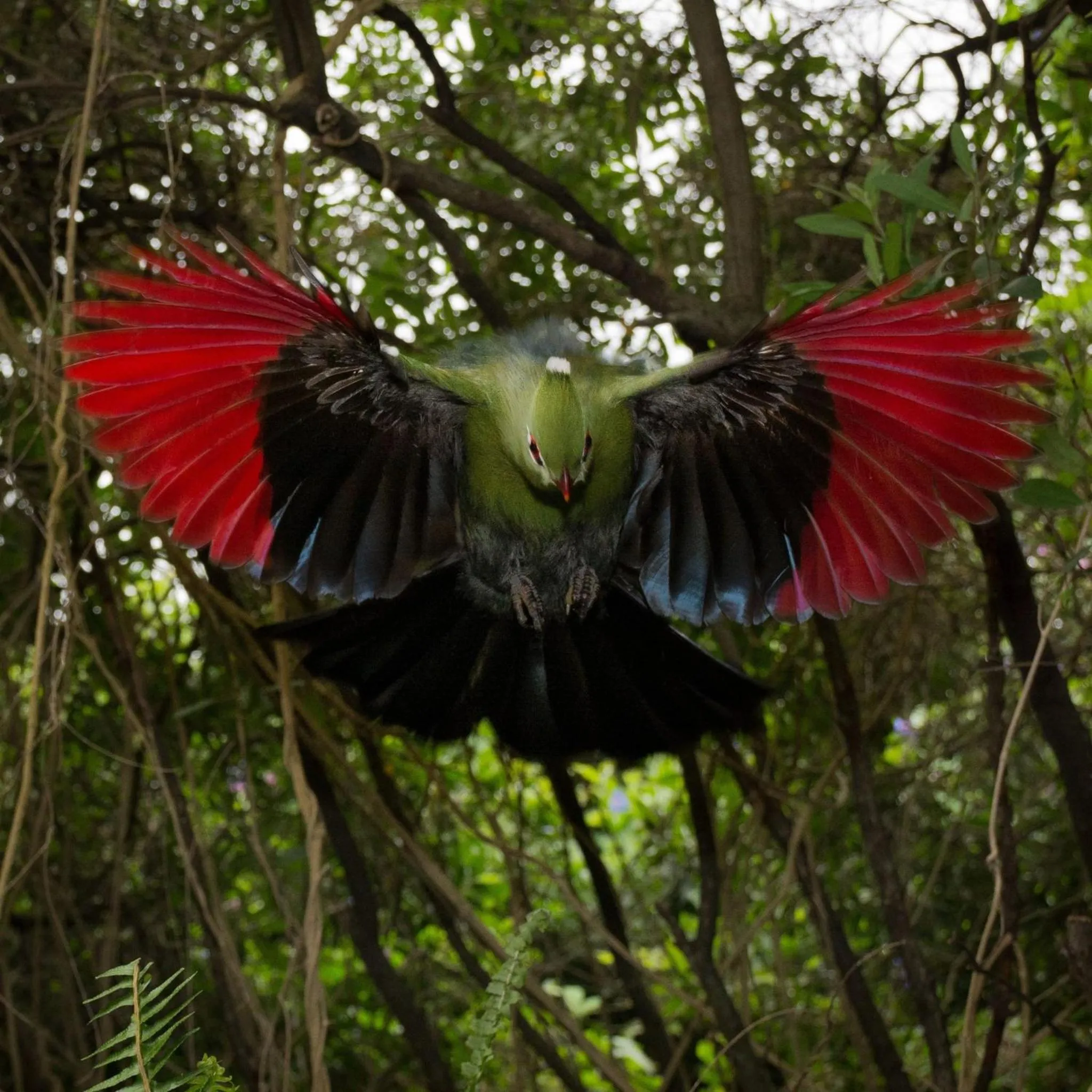 Animals in Cinnamon Boutique Guest House