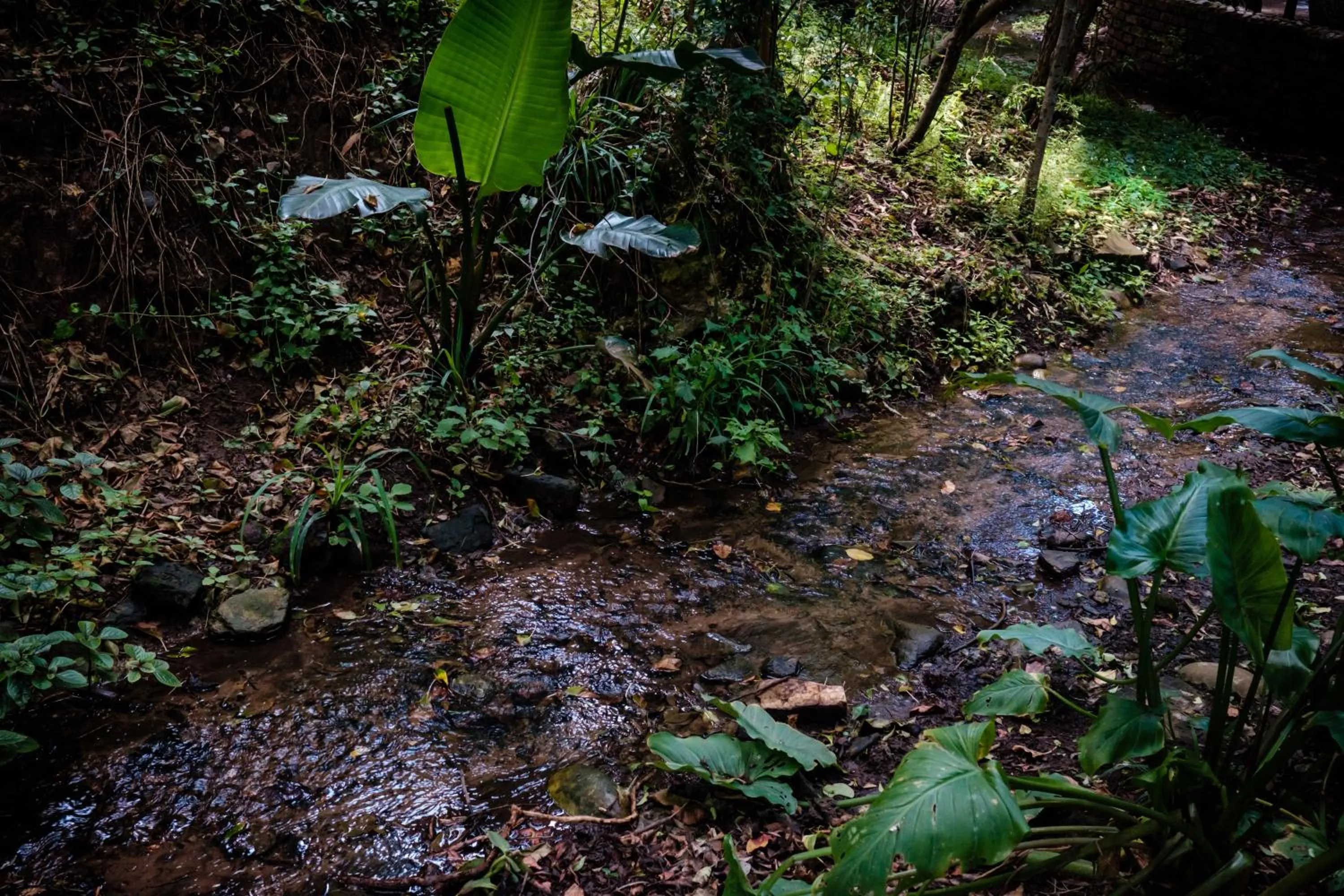 Natural landscape in Cinnamon Boutique Guest House