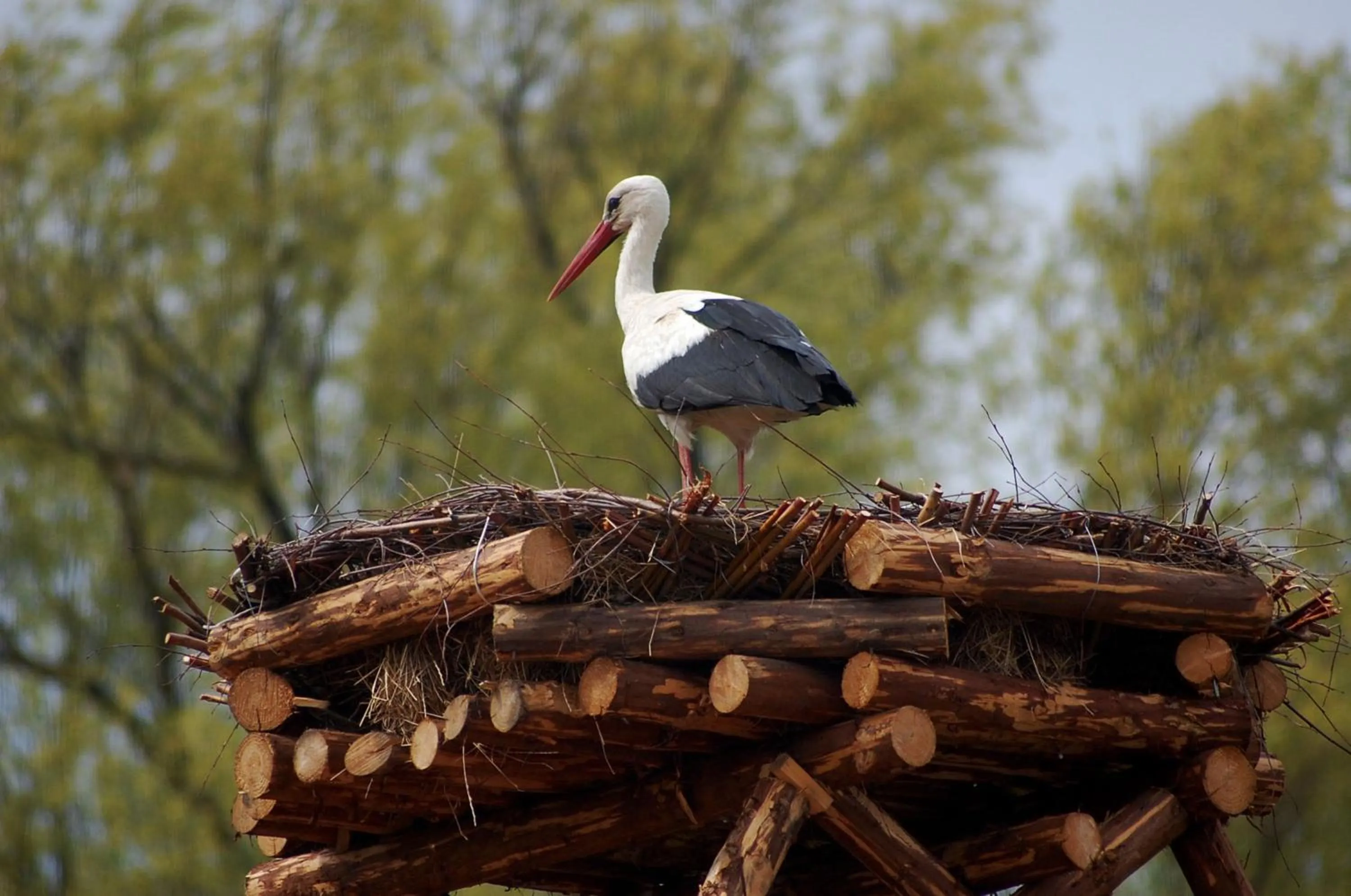 Animals in Apartamenty Szelągówka, Sun & Snow