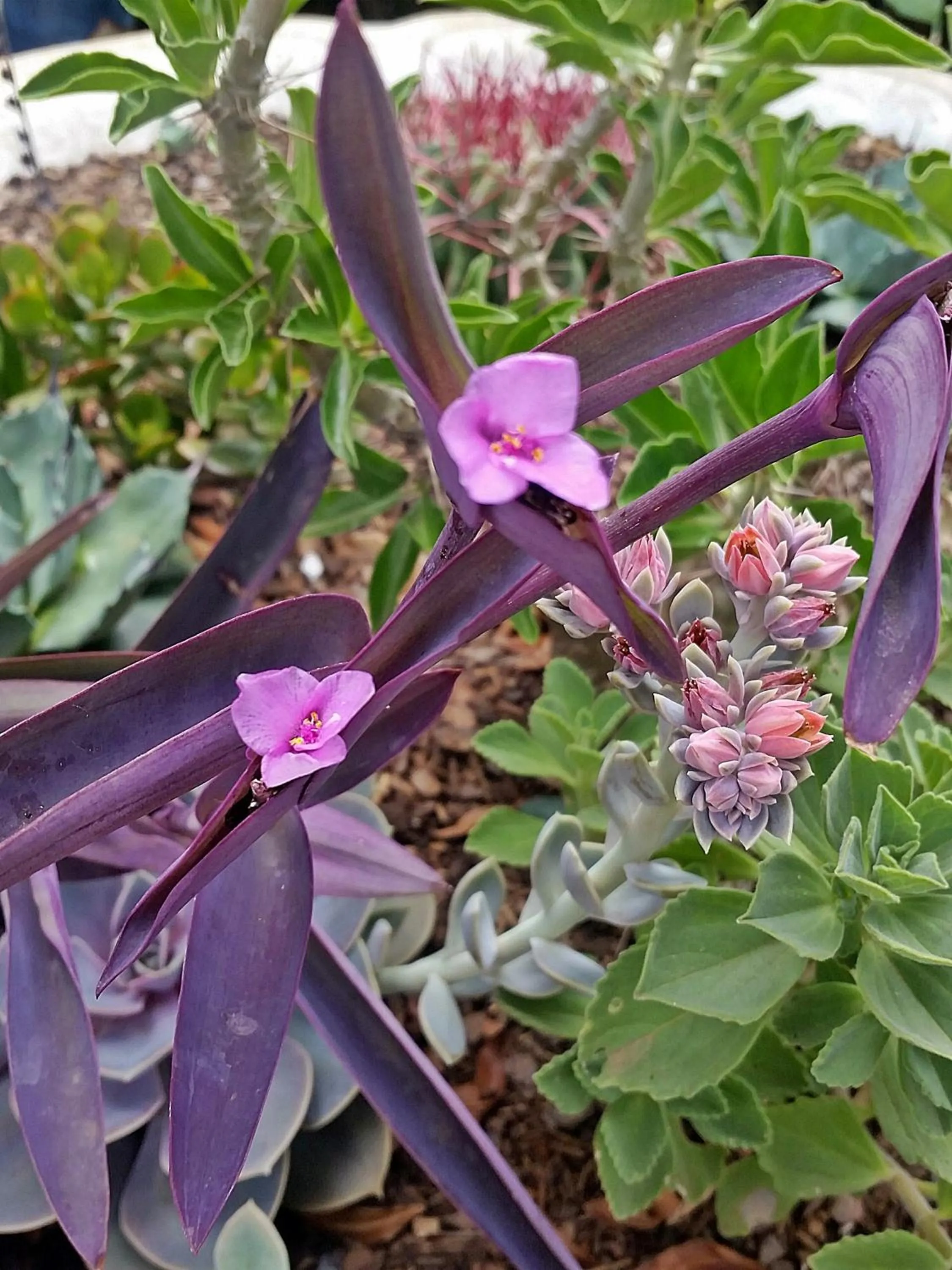 Garden in Constantia Manor Guest House