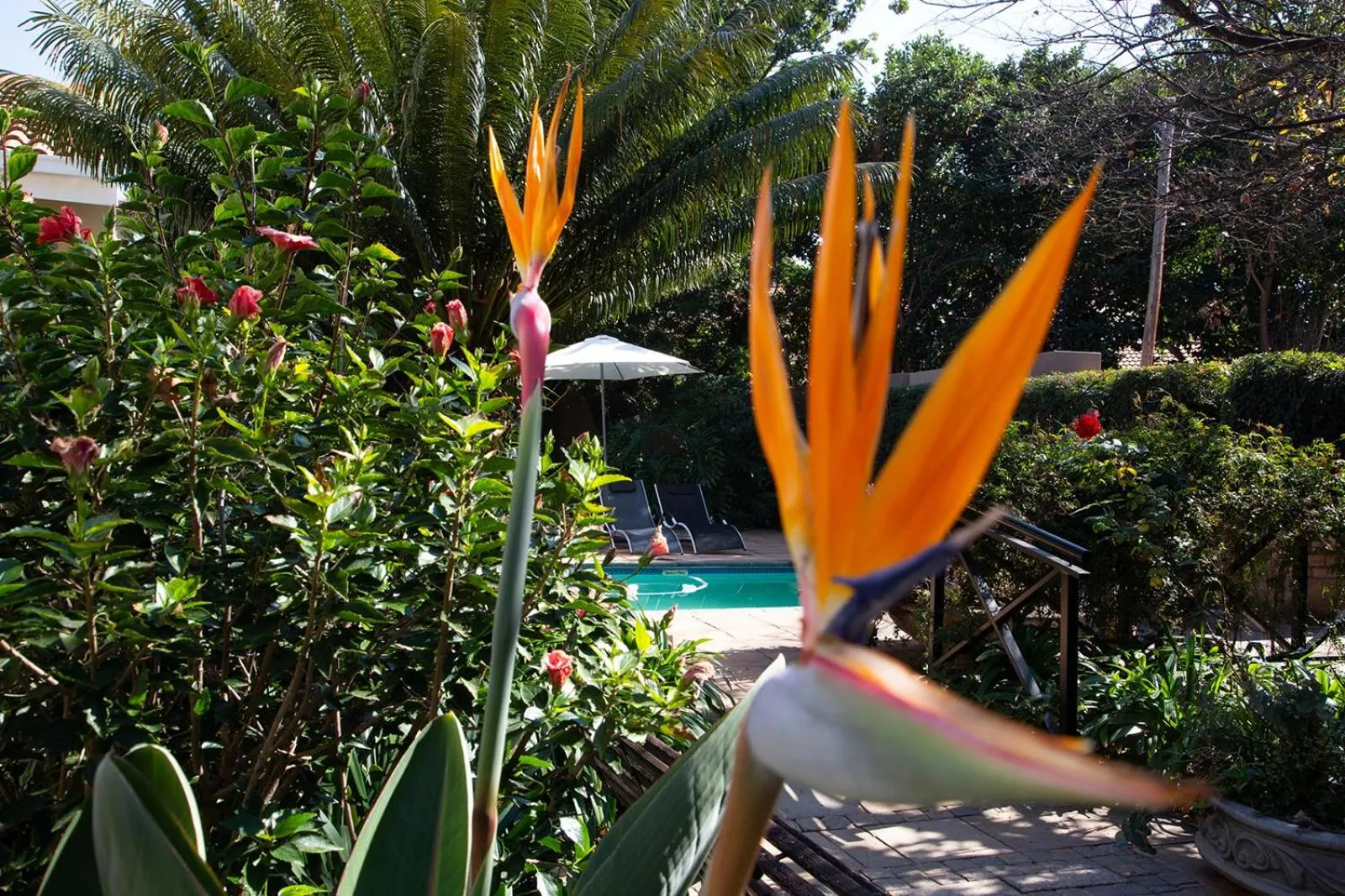 Balcony/Terrace in Constantia Manor Guest House