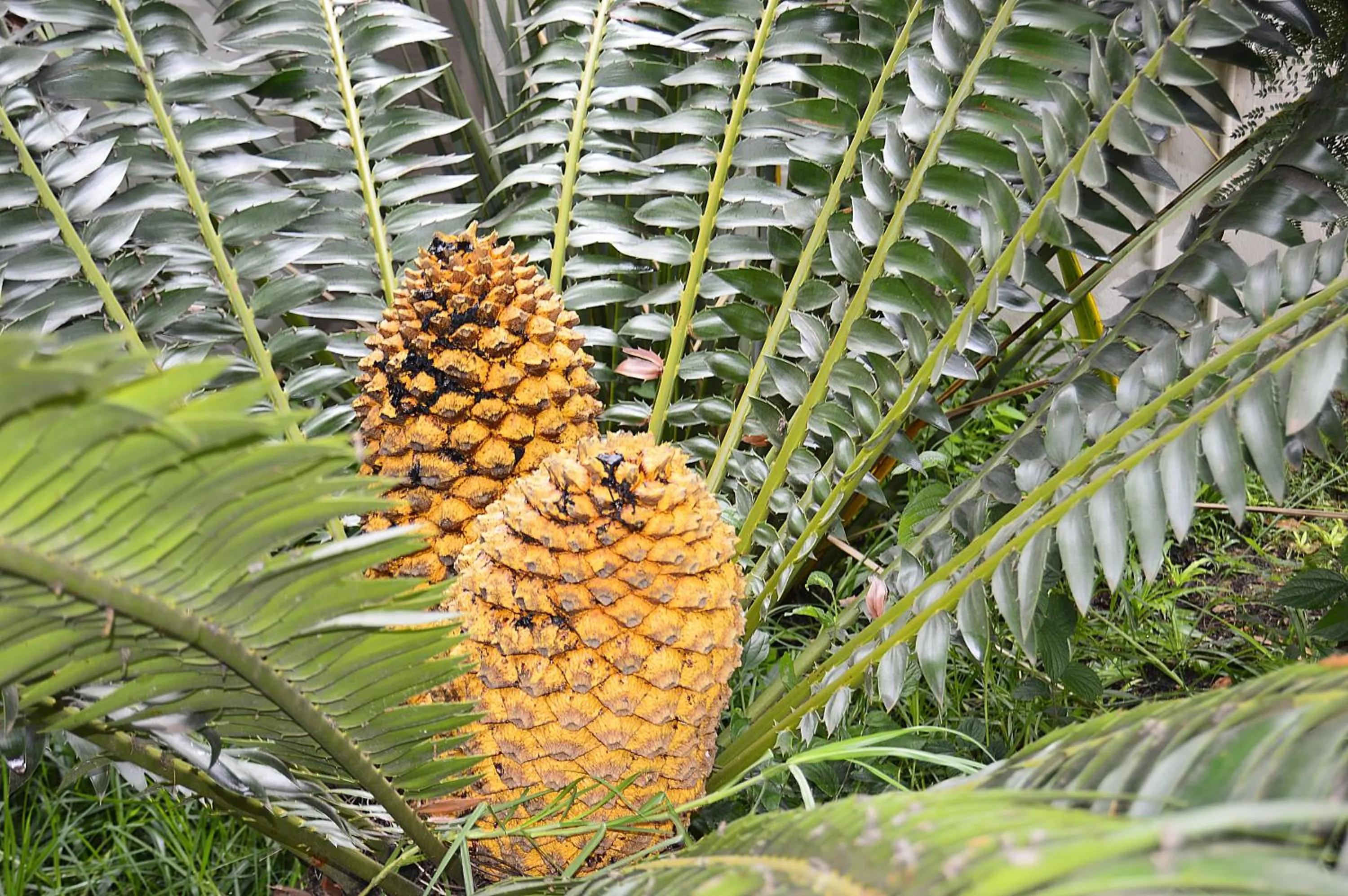Garden in Constantia Manor Guest House