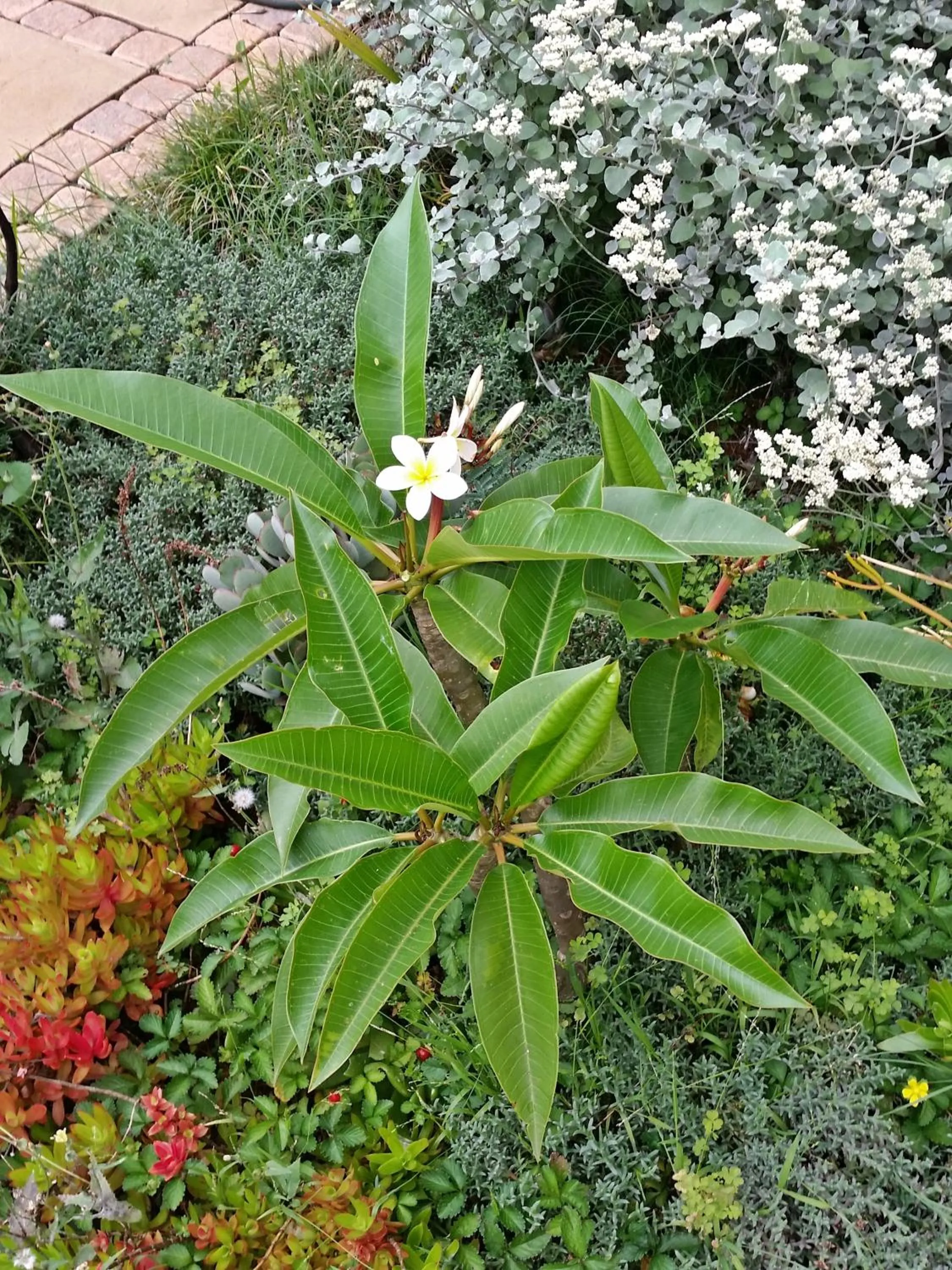 Garden in Constantia Manor Guest House