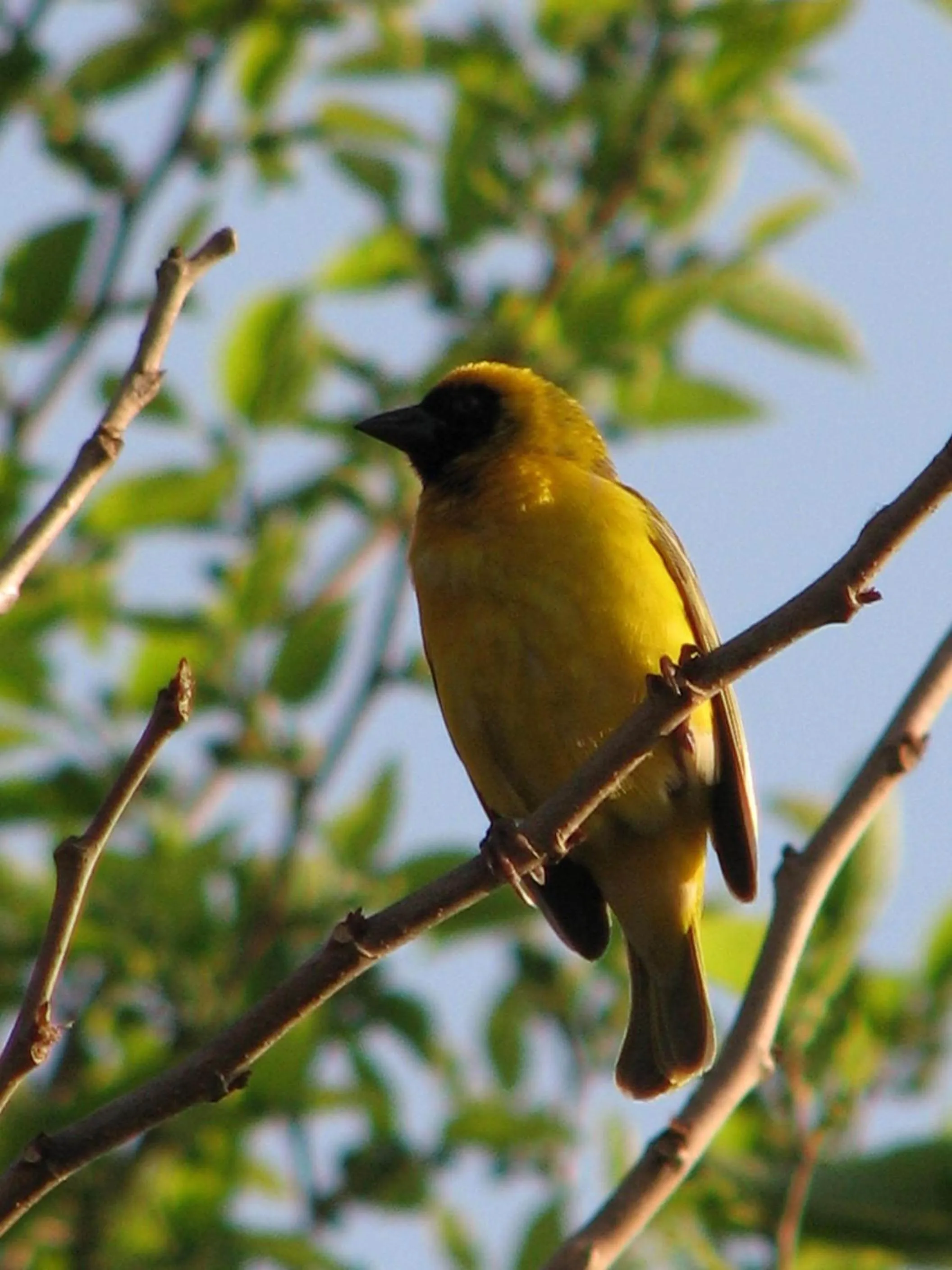Garden in Constantia Manor Guest House