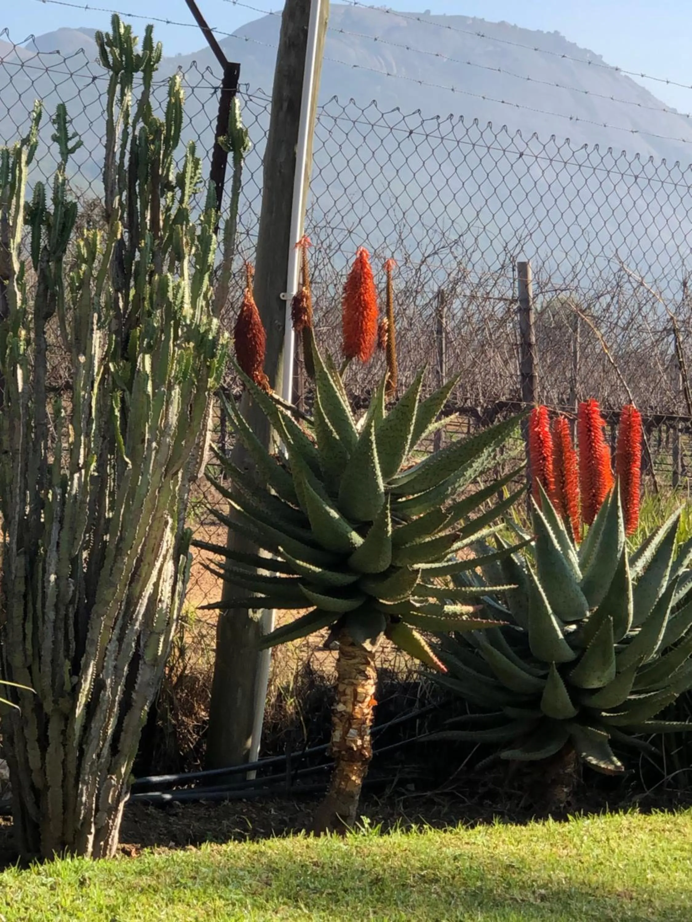 View (from property/room) in Oak Tree Lodge