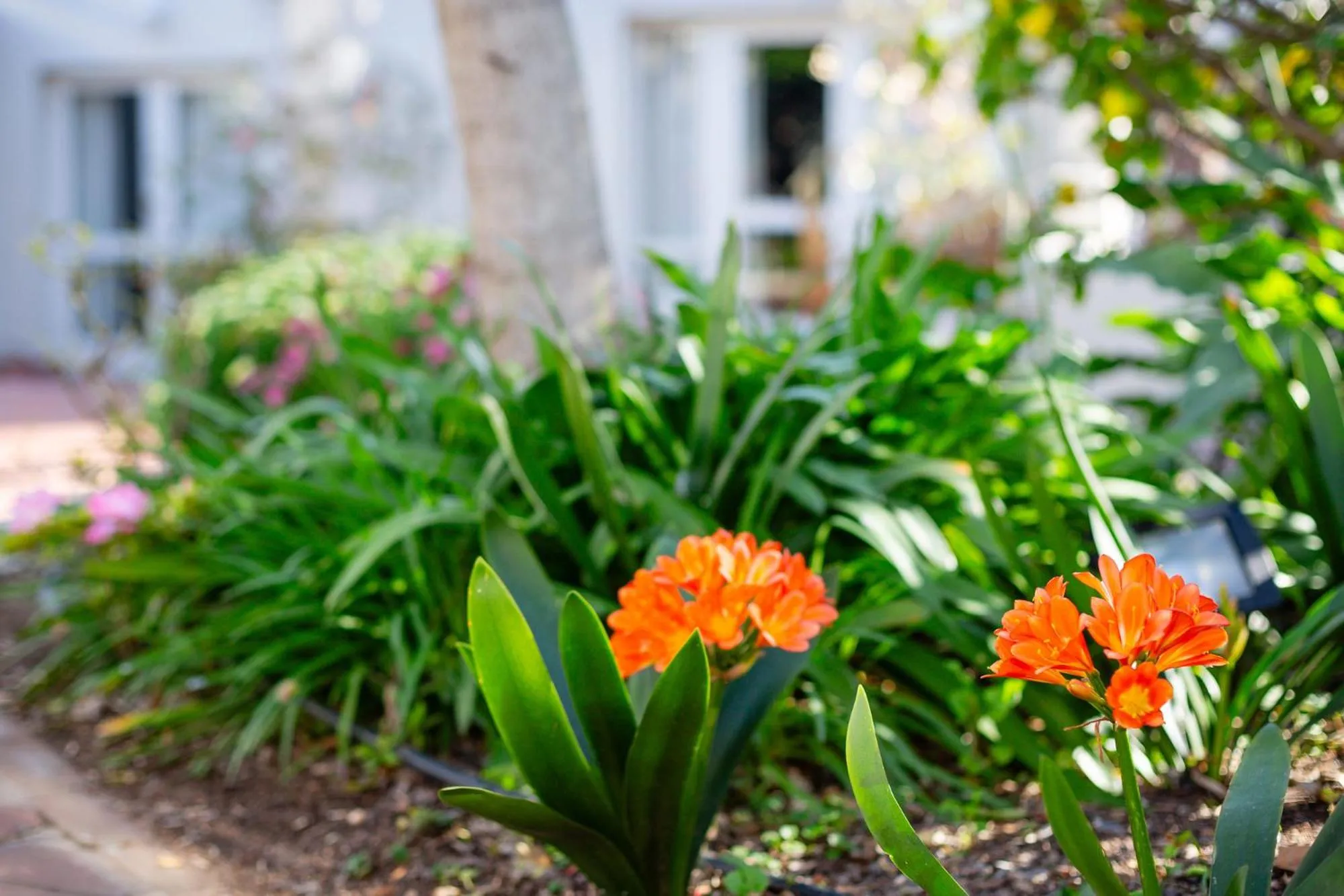 Garden in Montagu Country Hotel