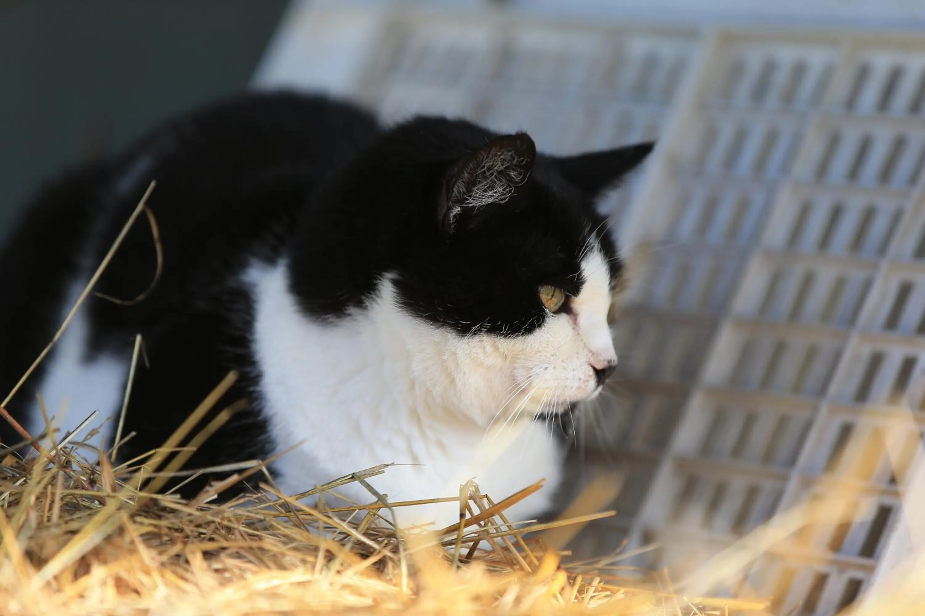 Pets in Fattoria Ca' di Fatino
