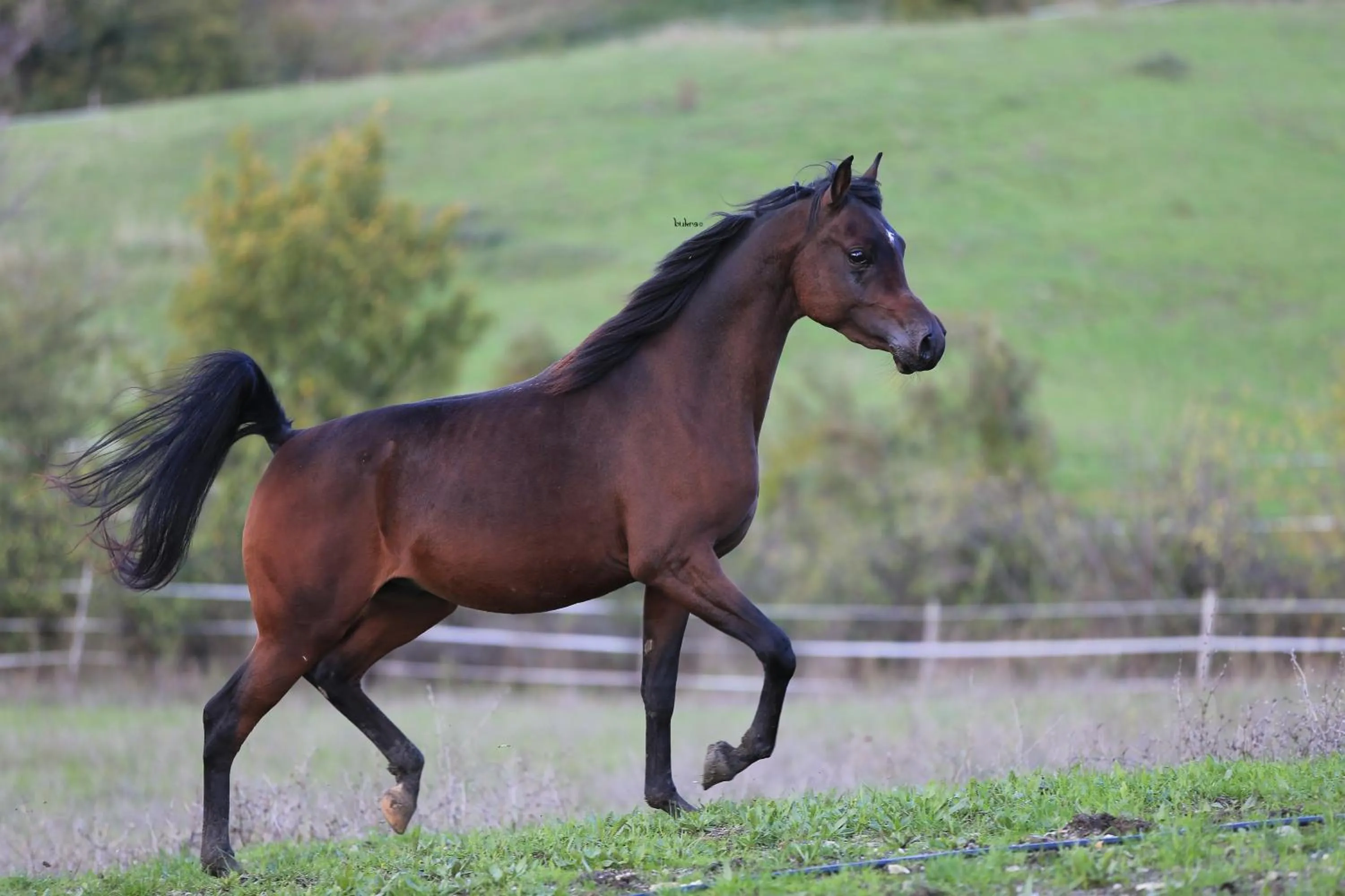 Pets in Fattoria Ca' di Fatino