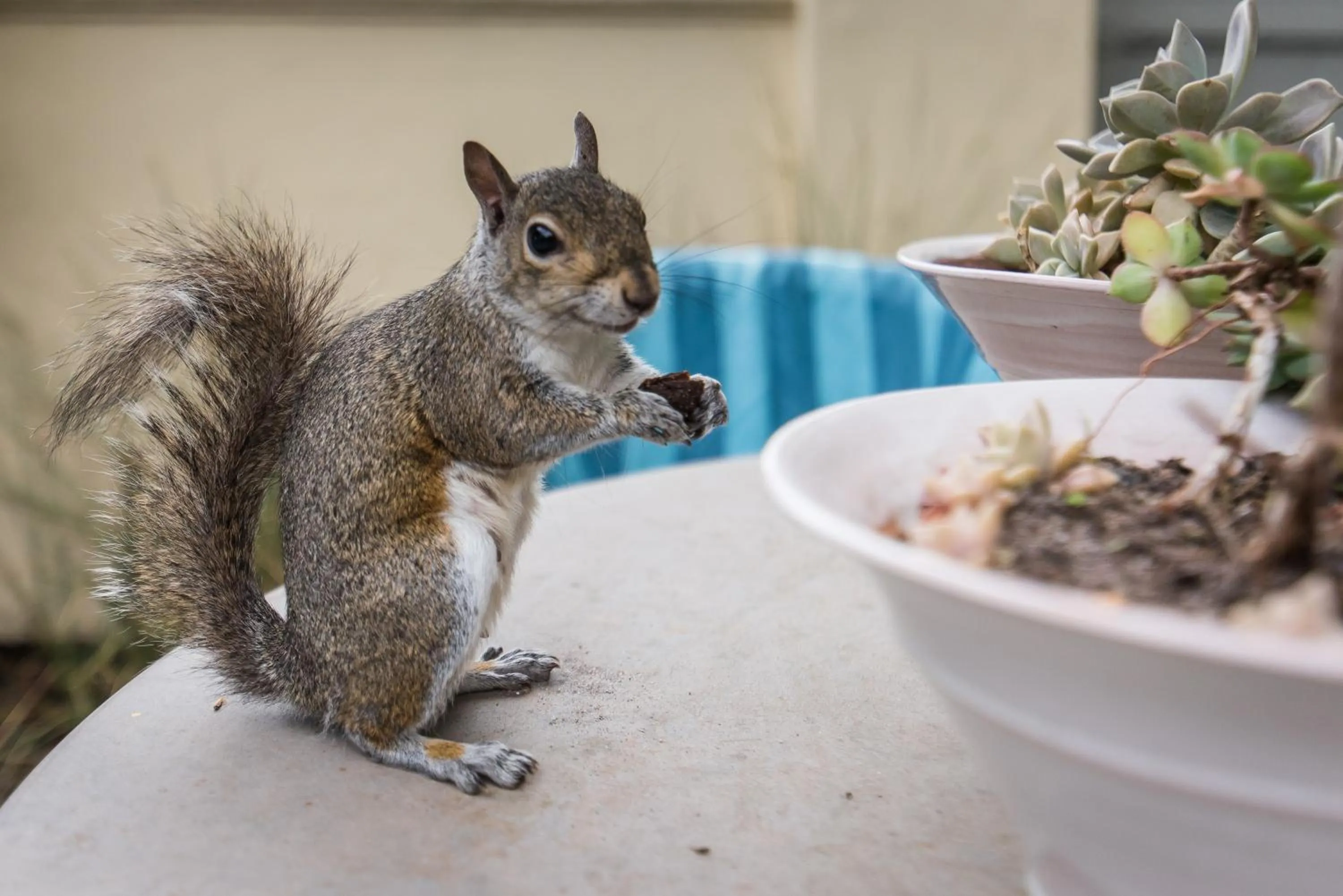 Pets in Hout Bay Manor