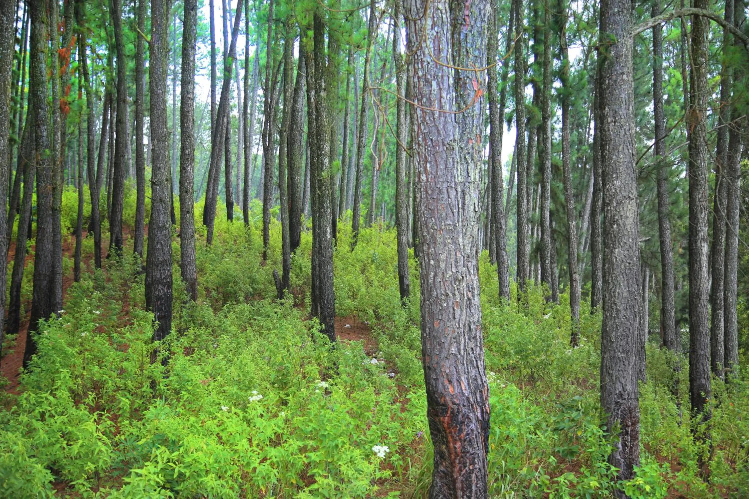 Property building in Ella Rawana Den Hotel