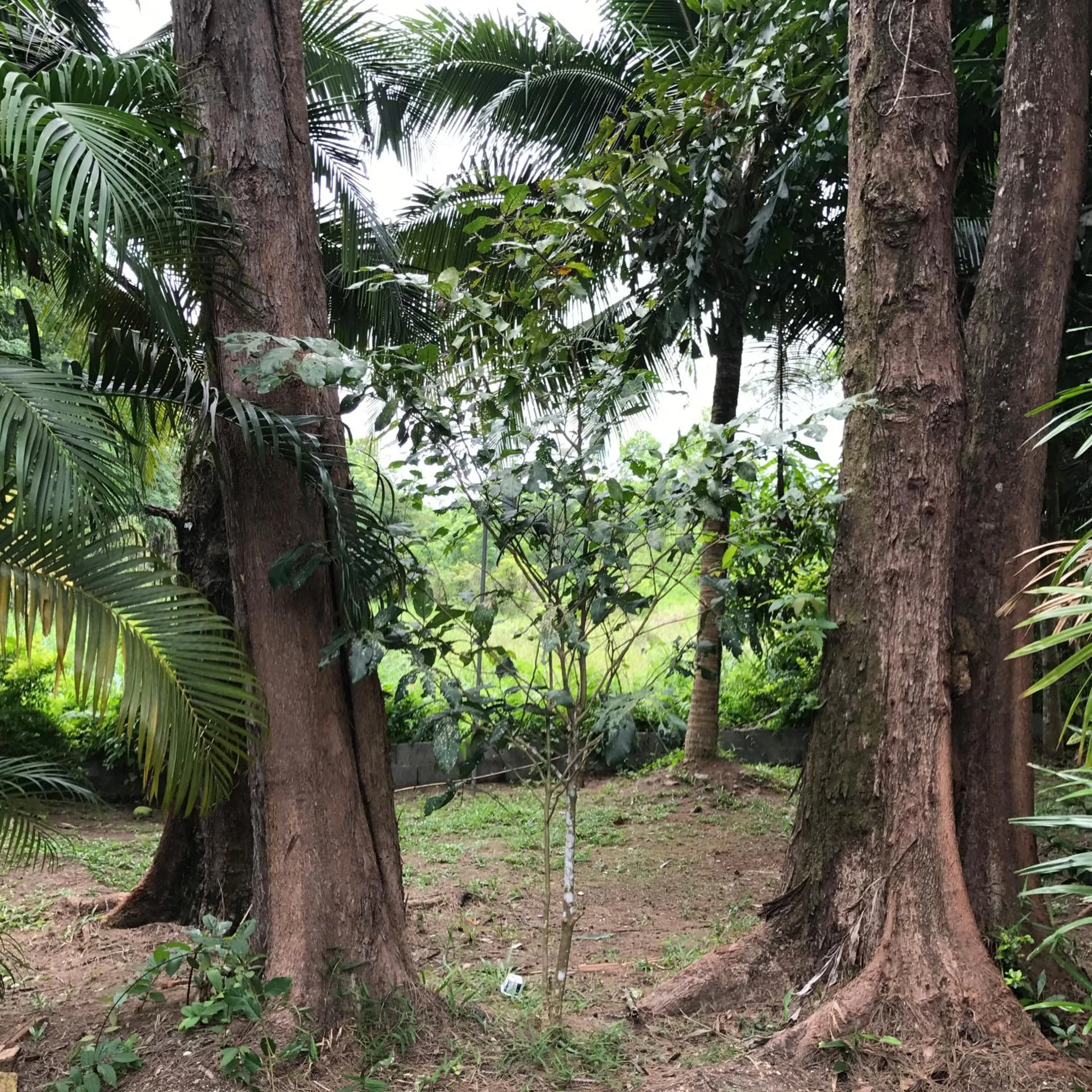 Garden in Coconut Bungalow