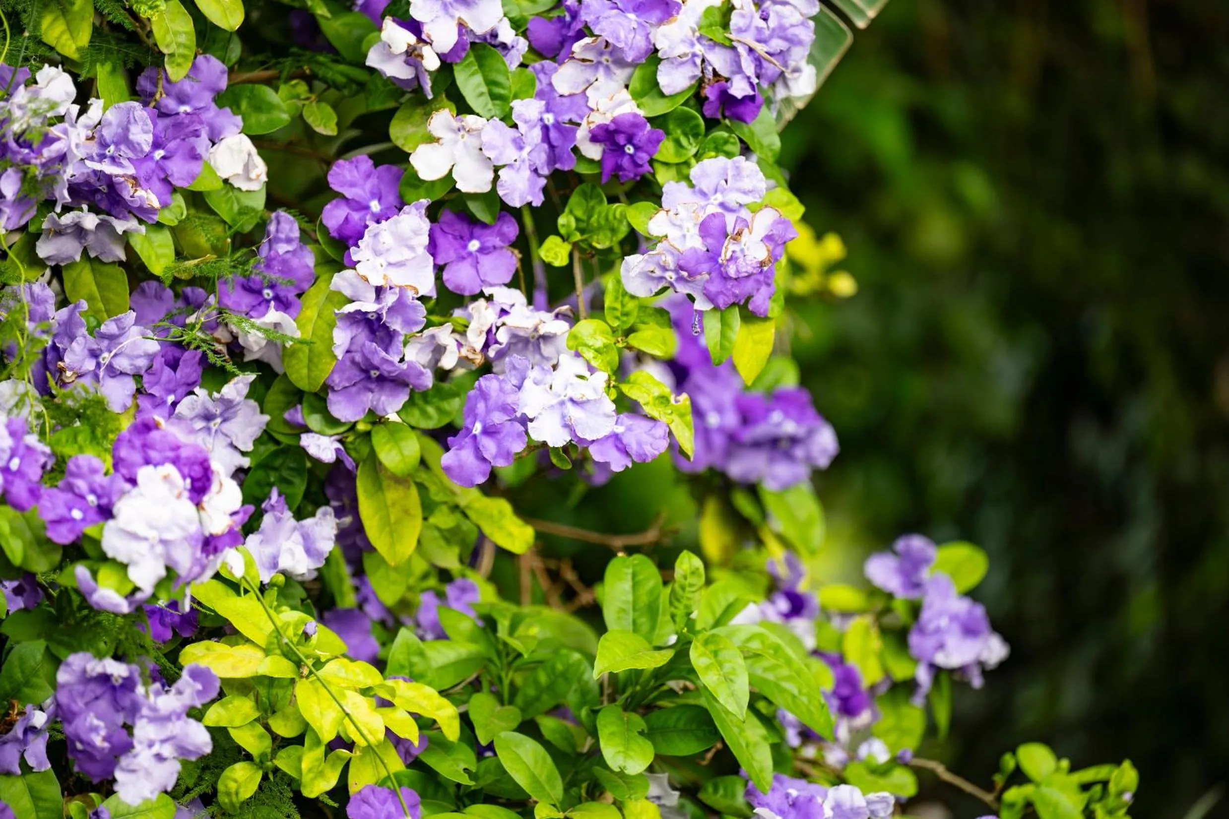 Spring in Woodall Country House and Spa