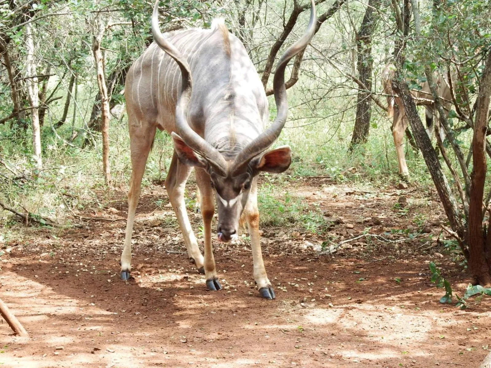Garden in Wielewaal Bush Lodge