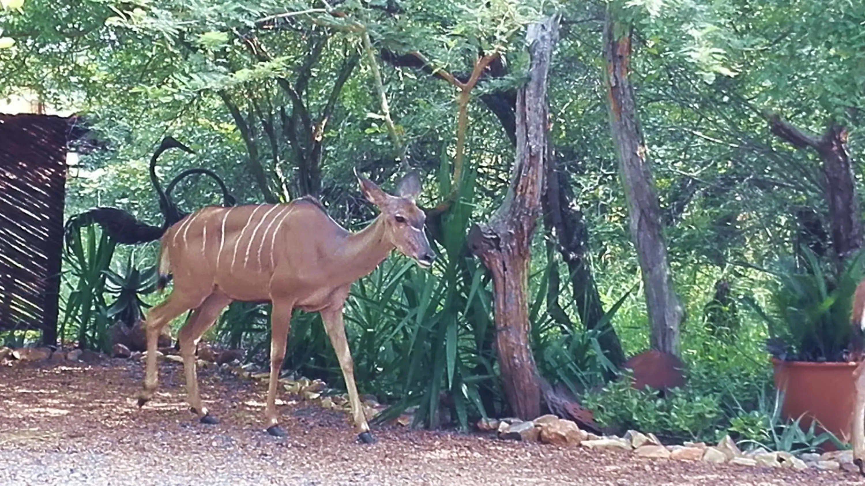 Day in Wielewaal Bush Lodge