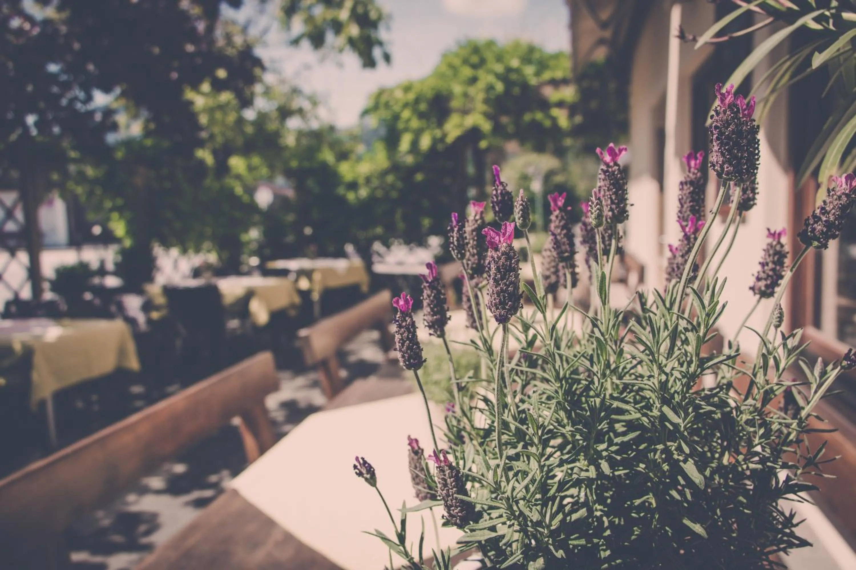Garden in Hotel & Gasthaus Dresch