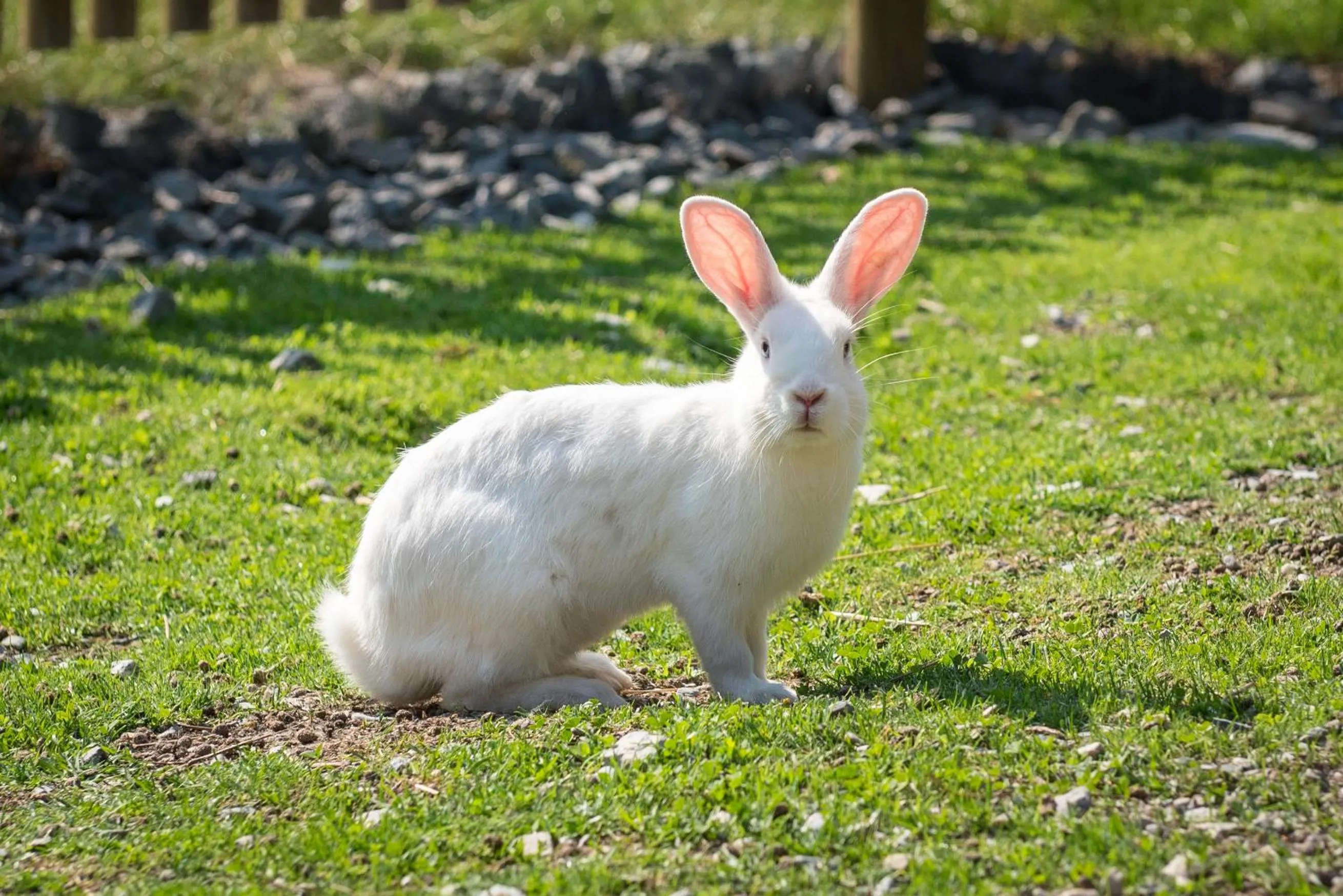Animals in Ferienappartements Landhof
