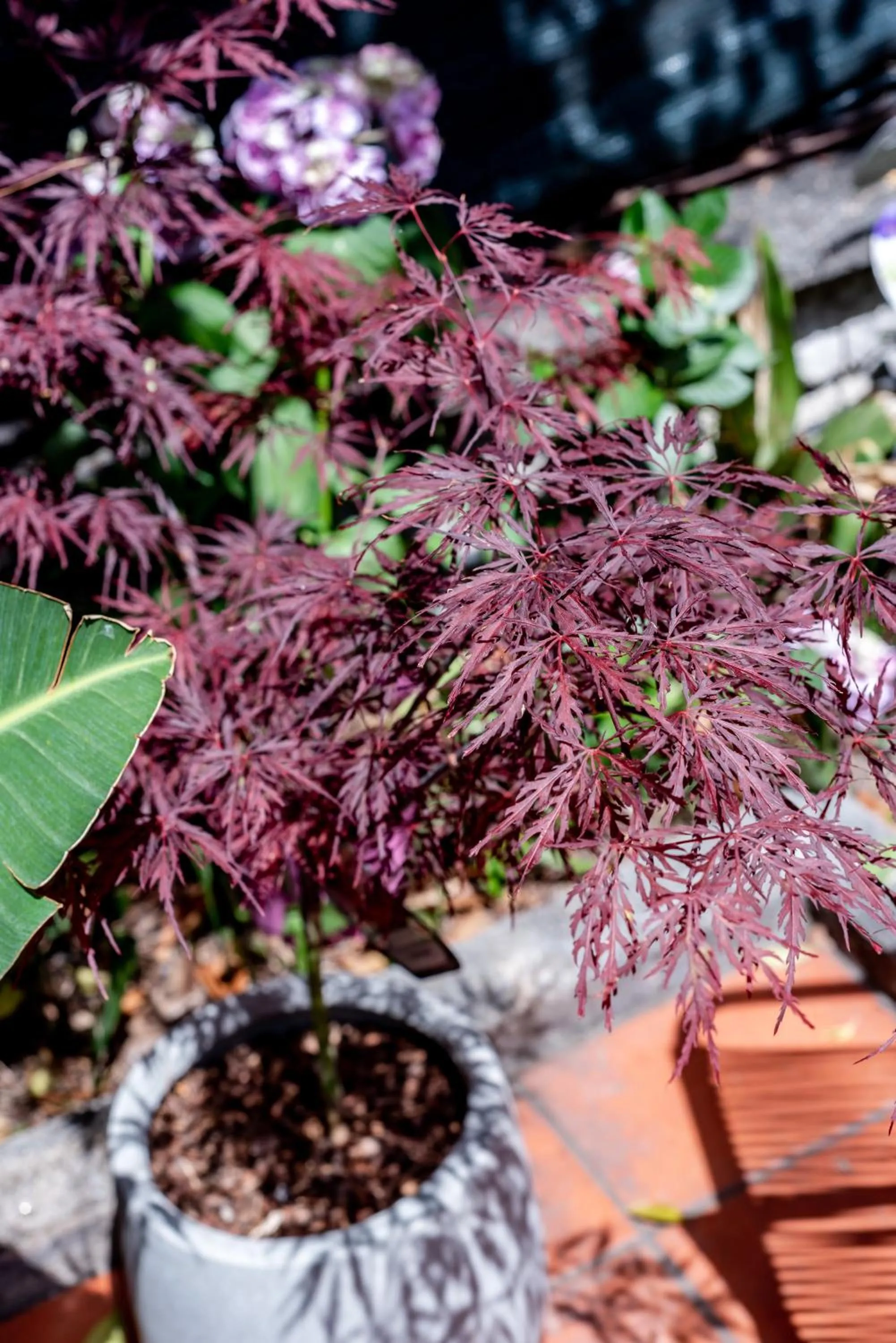 Hotel Espana - Gruppo BLAM HOTELS