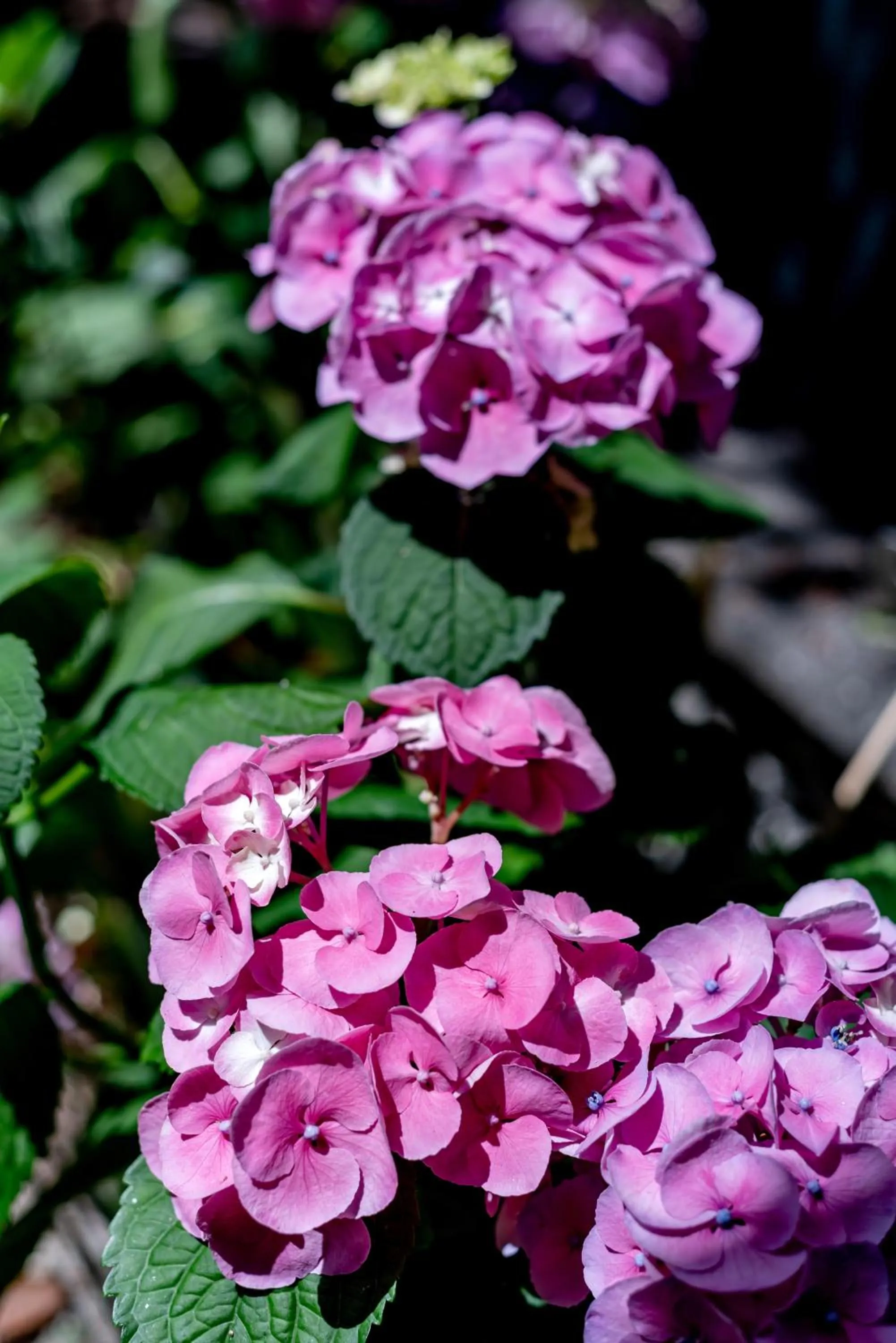 Hotel Espana - Gruppo BLAM HOTELS