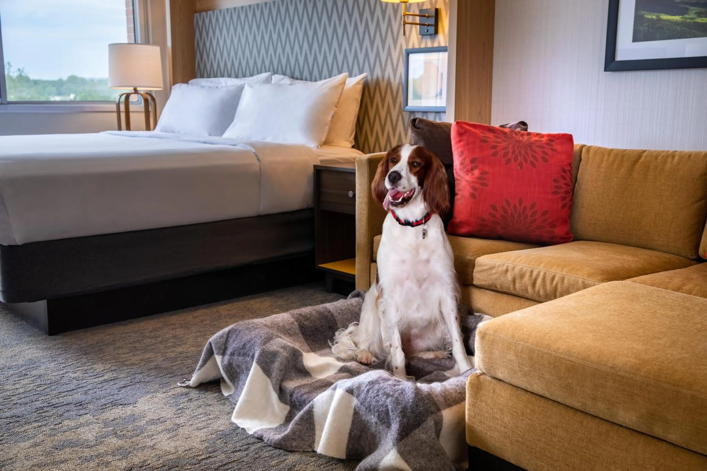 Pets, Bed in Holiday Inn Charlottesville-Monticello by IHG