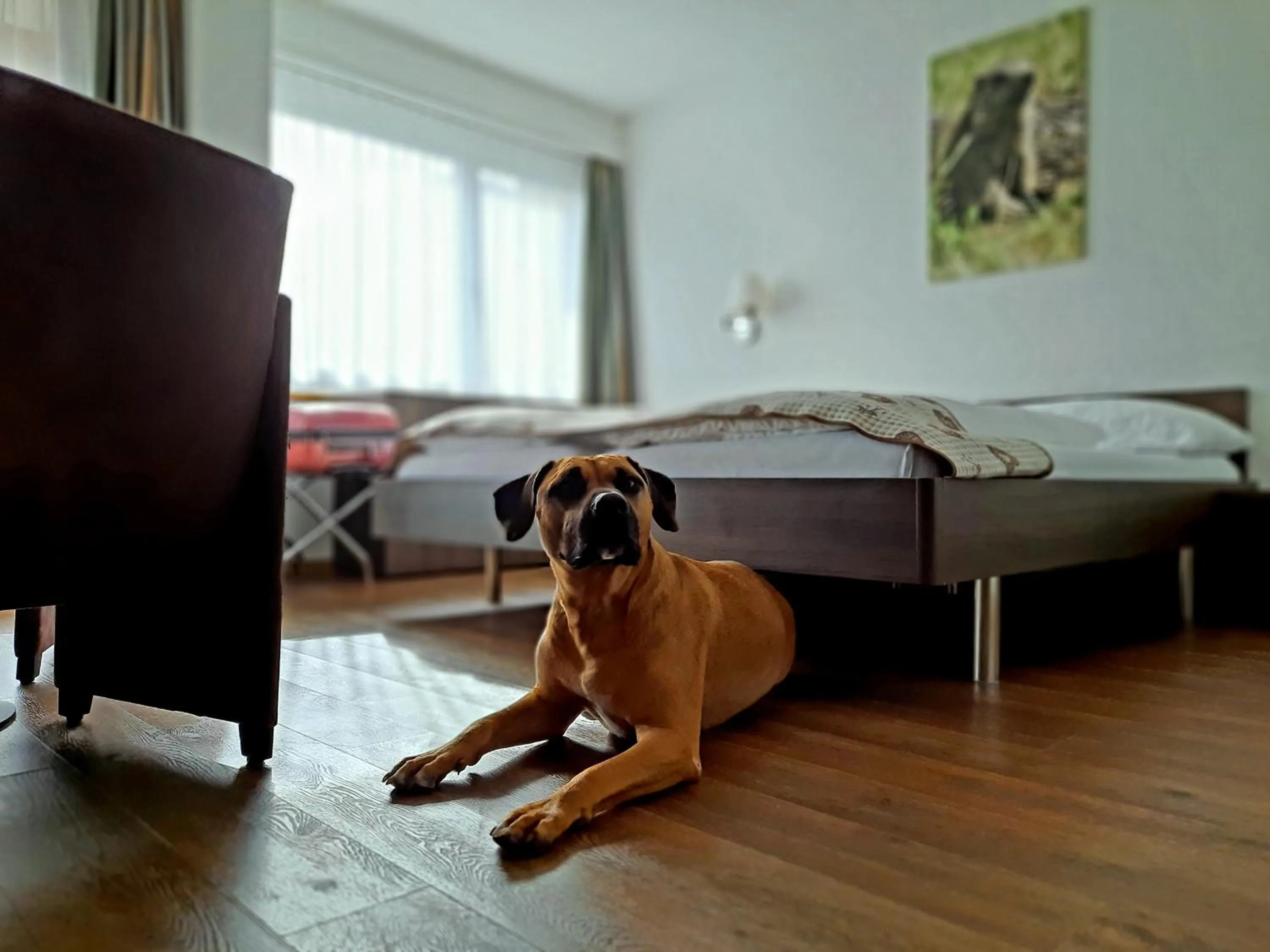 Animals, Bed in Hotel Crystal Interlaken