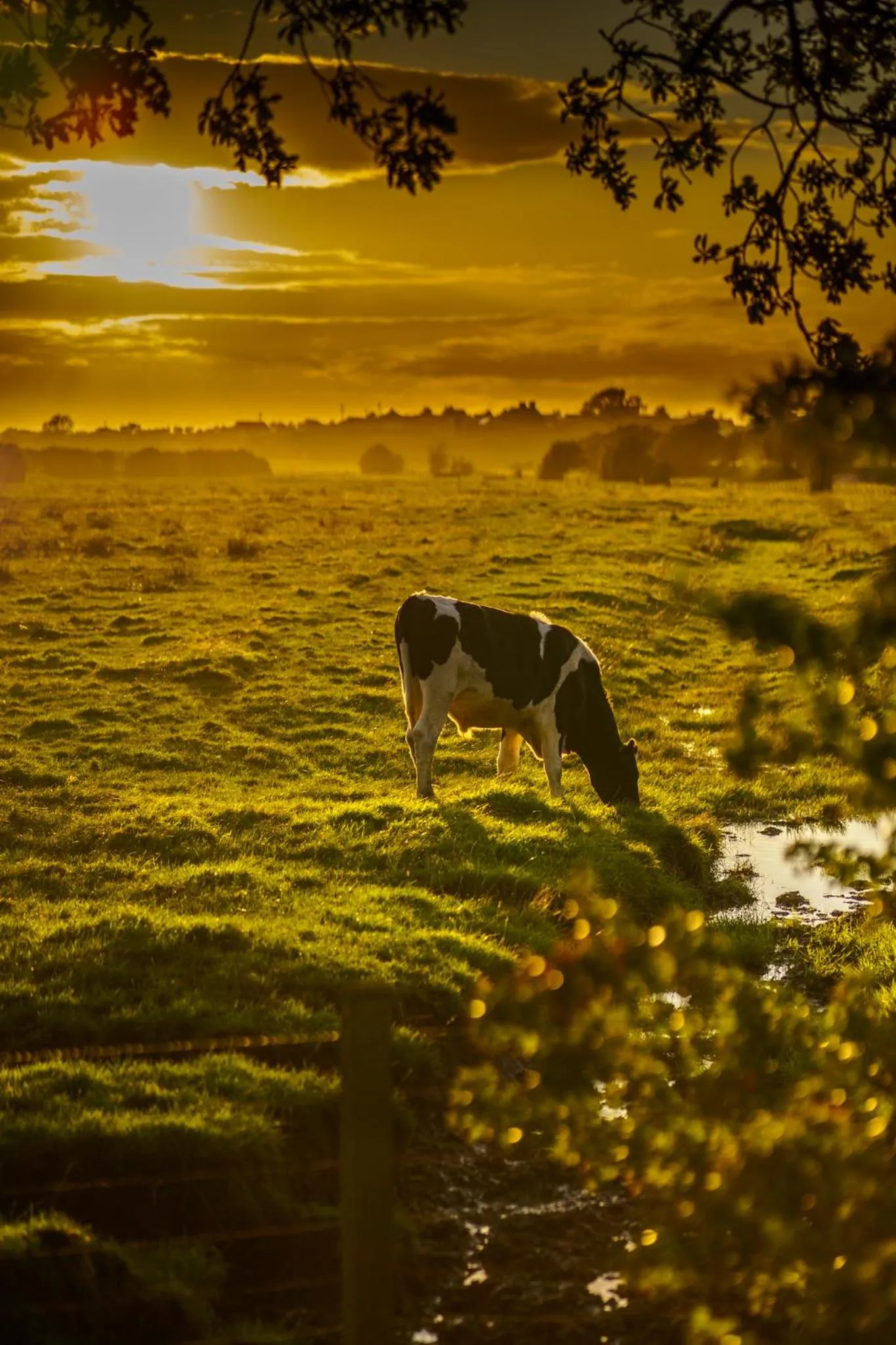 Sunset in Midtown Farm Bed & Breakfast