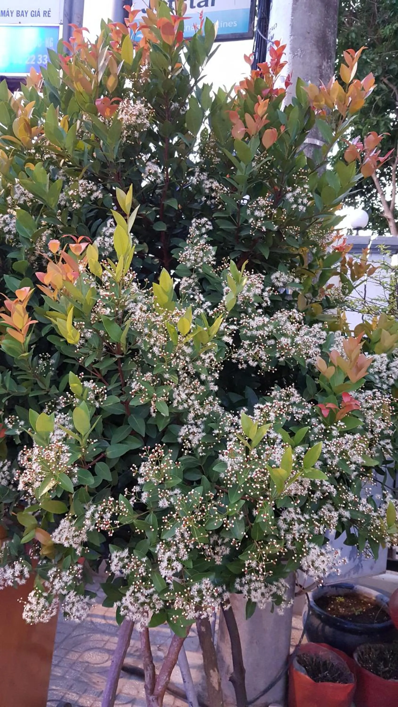 Coffee/tea facilities in Lien Thong Hotel
