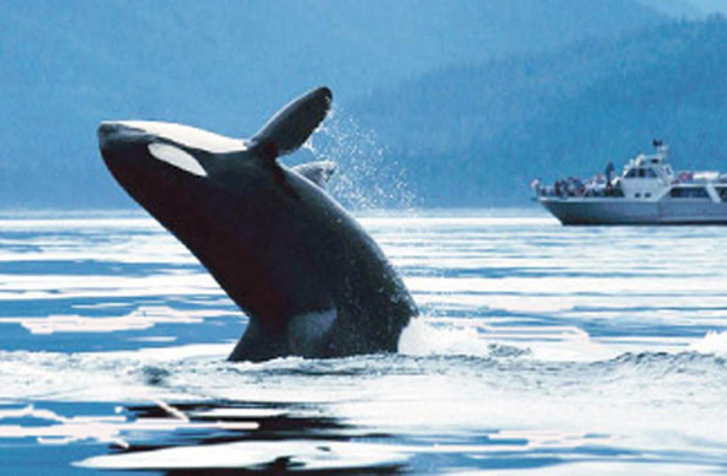 Entertainment in Coralworld Hotel