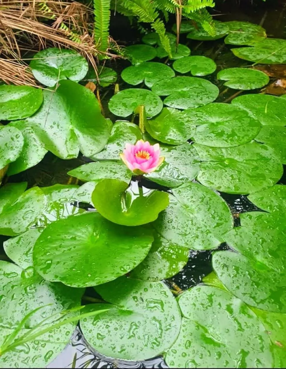 Spring in La Bohéme Gastehuis