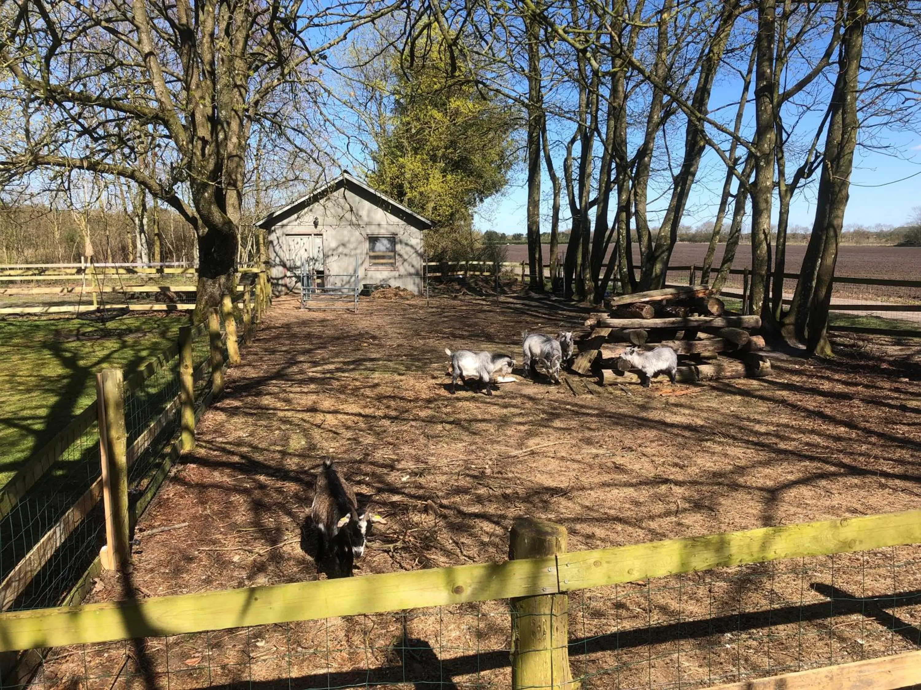 Animals in Hestkær Family Rooms