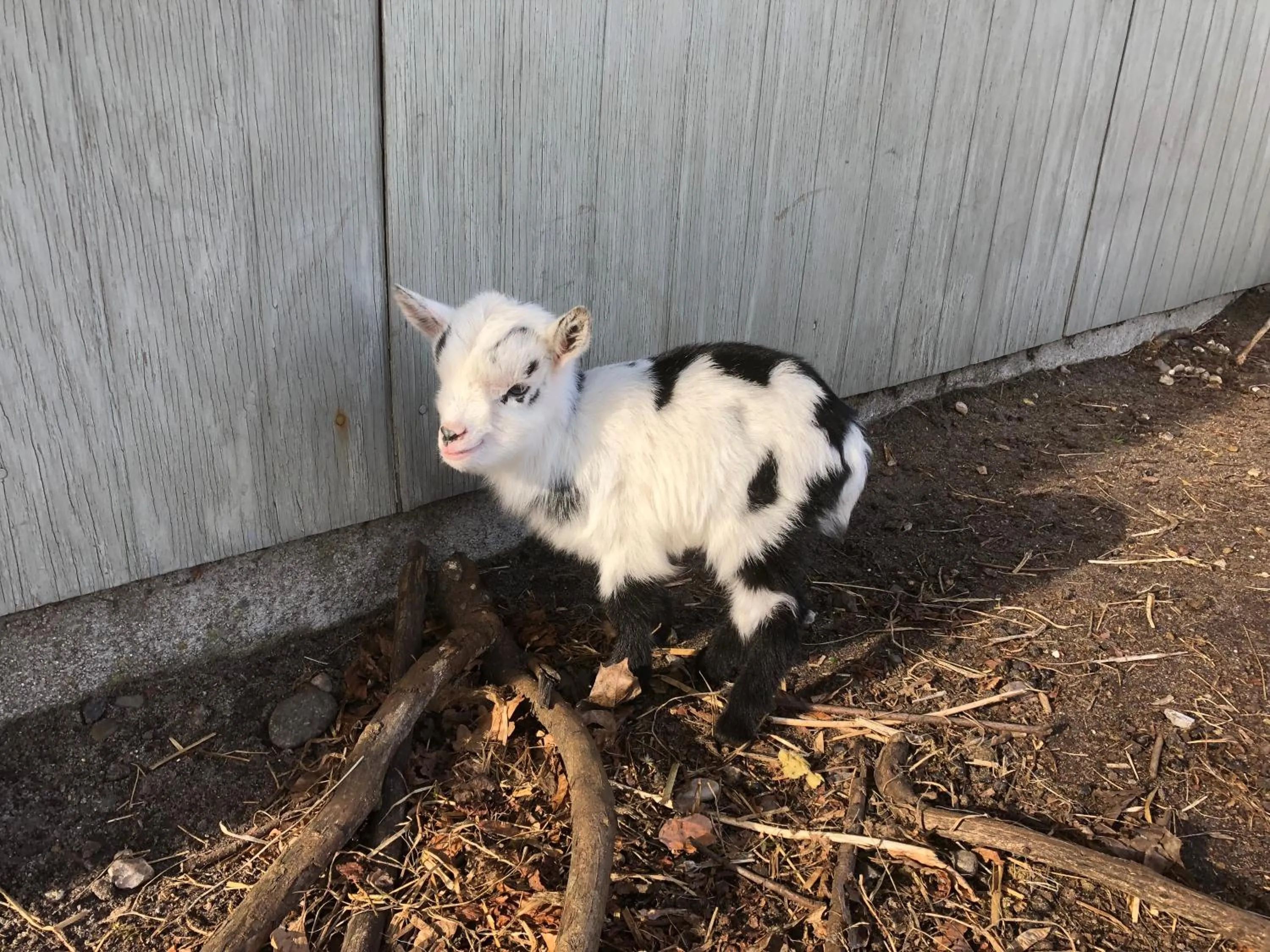 Animals in Hestkær Family Rooms