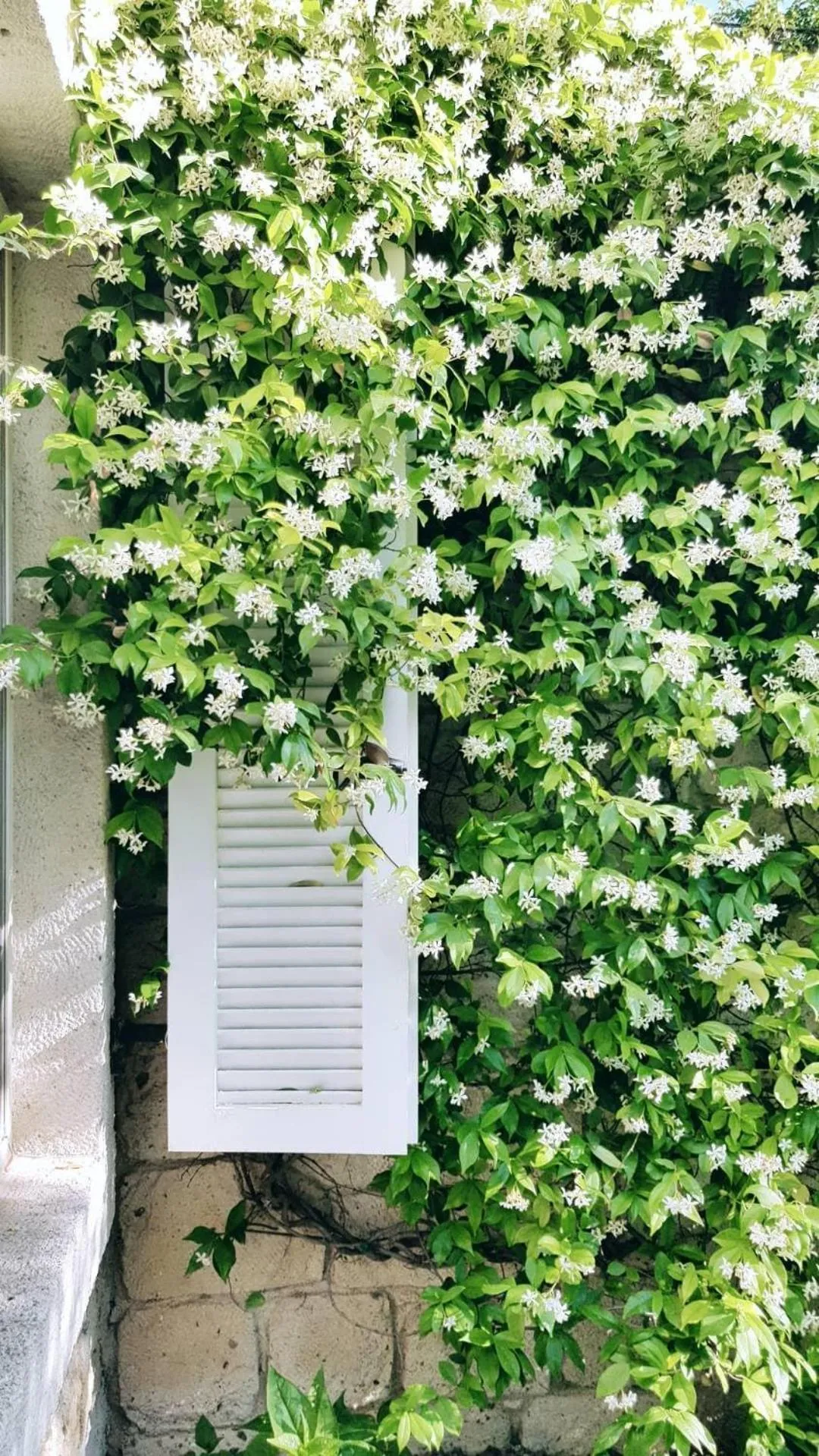 Garden in Peremere Alacati Otel