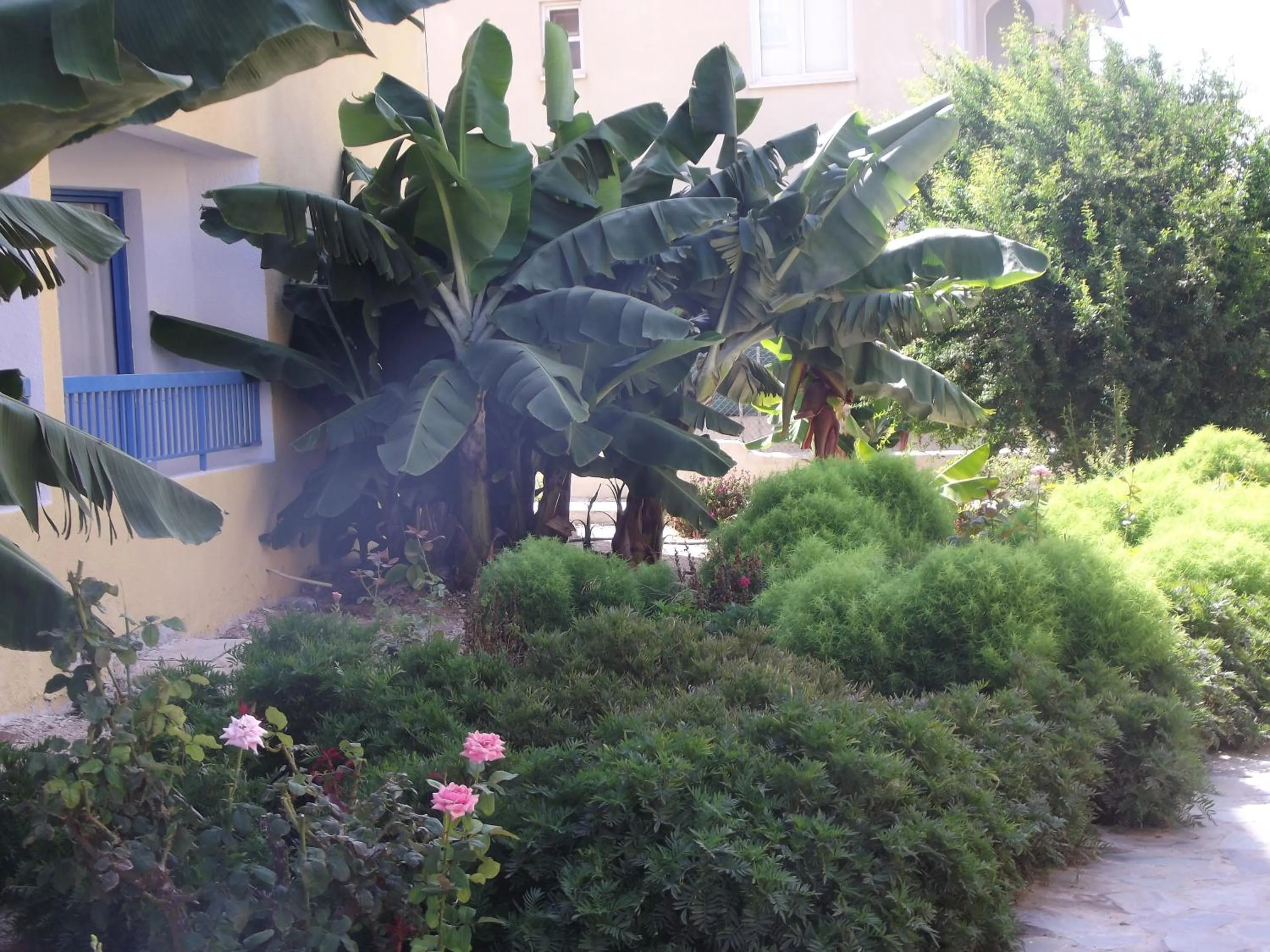 Garden in Kefalonitis Hotel Apartments