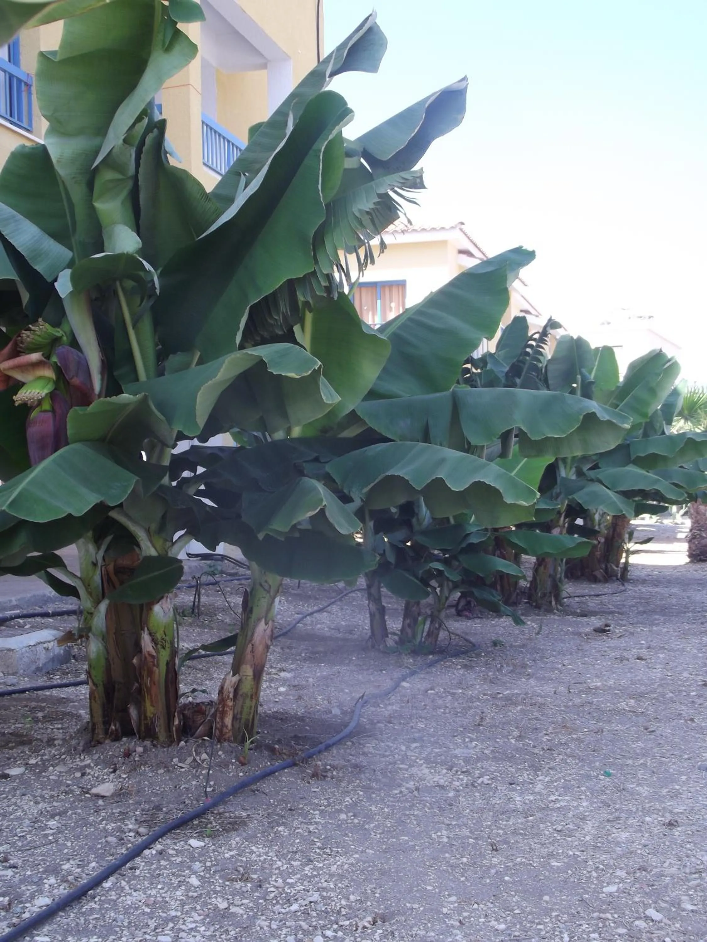 Garden in Kefalonitis Hotel Apartments