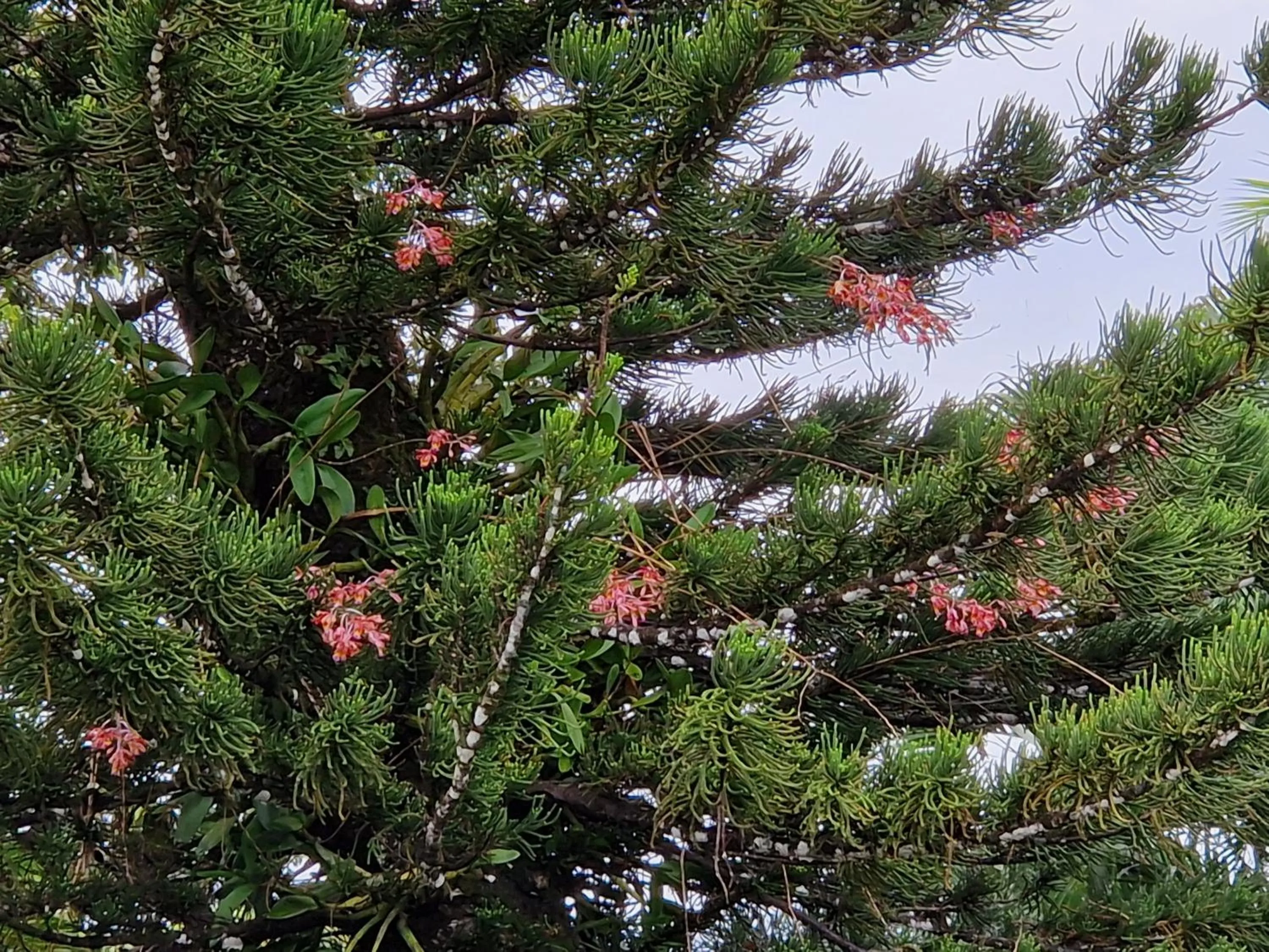 Garden in Habitation Villa Les Cassias