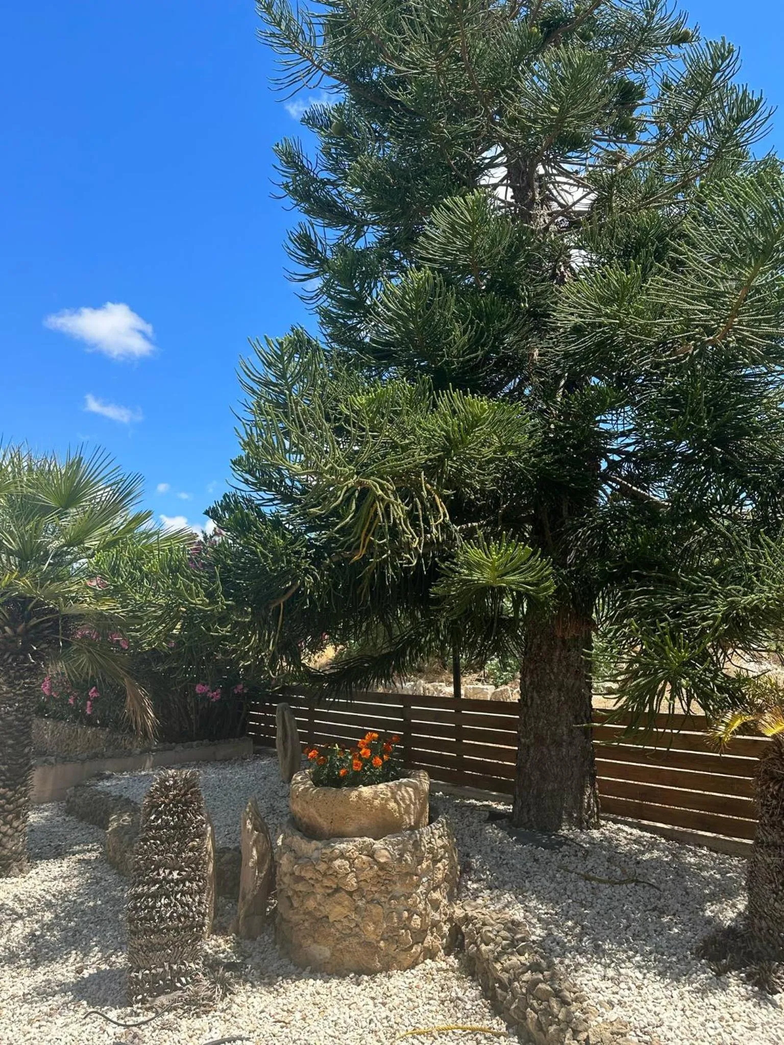 Garden in Anna Hotel Apartments