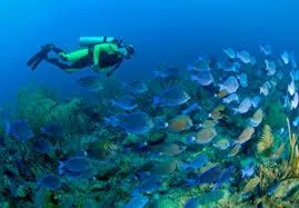 Diving in Coconut Tree West End