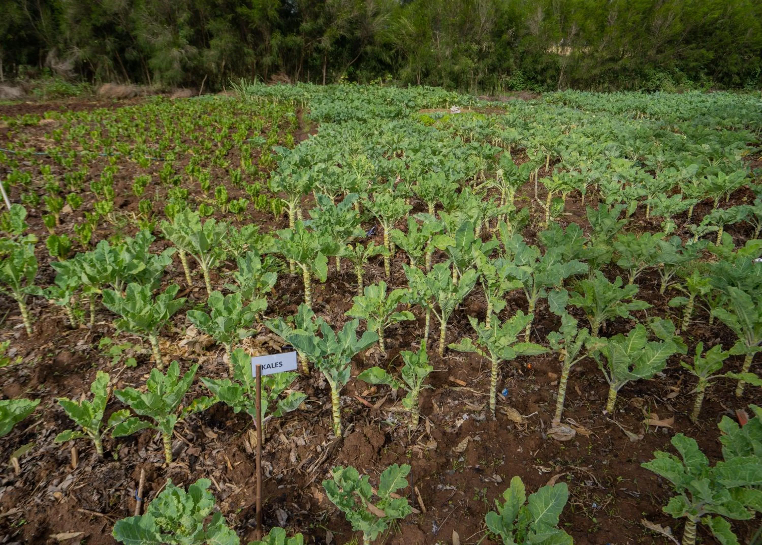 Garden in Panari Resort, BW Signature Collection