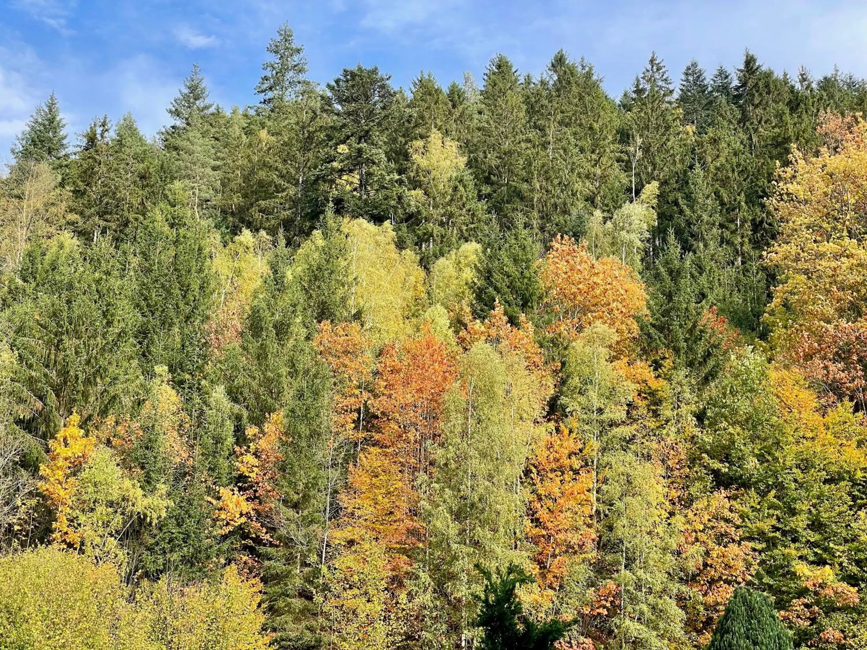 Day in Flair-Hotel Waldfrieden