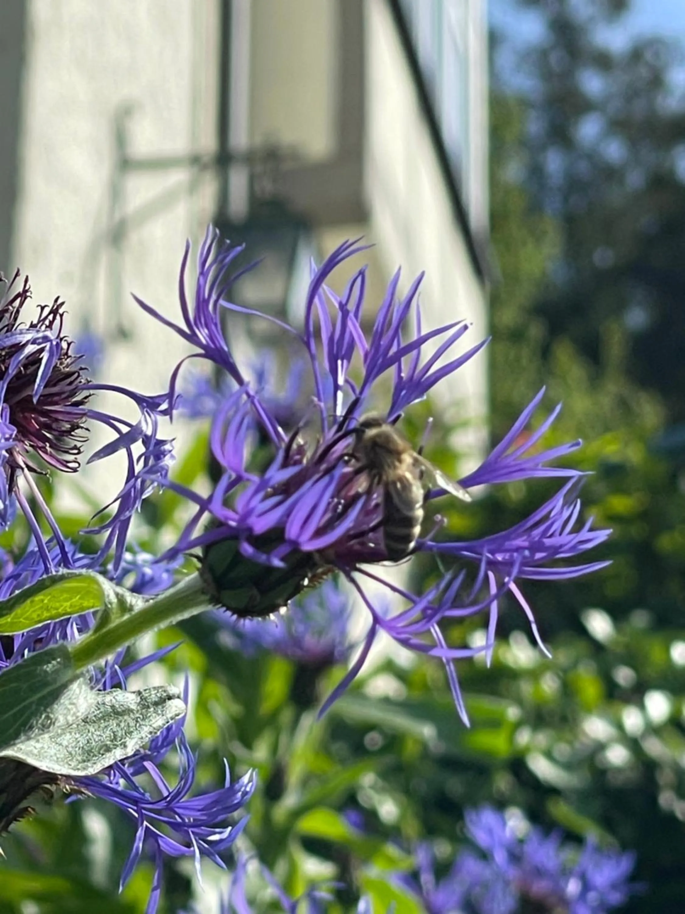 Day in Flair-Hotel Waldfrieden