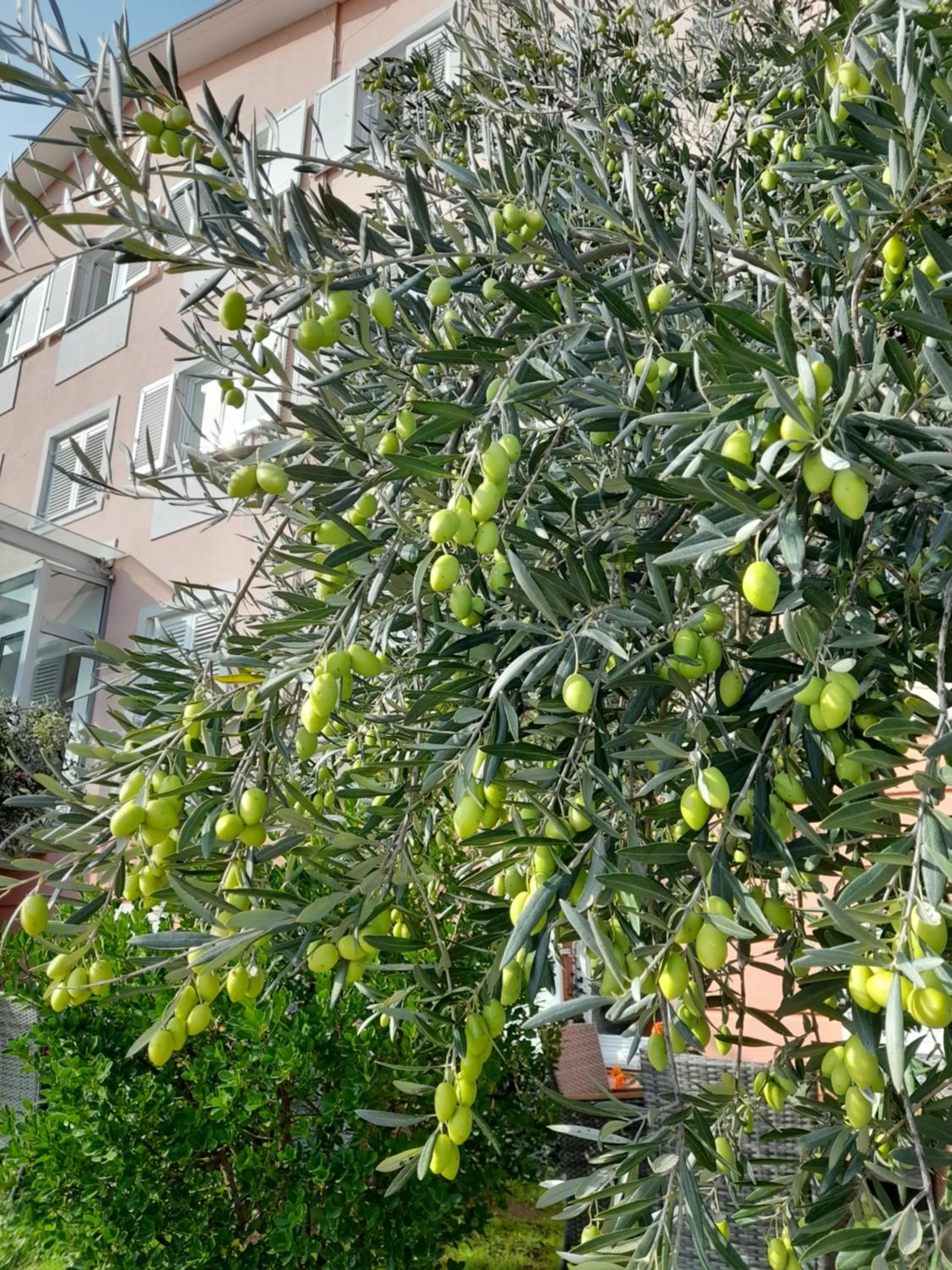 Garden in Hotel Kozana