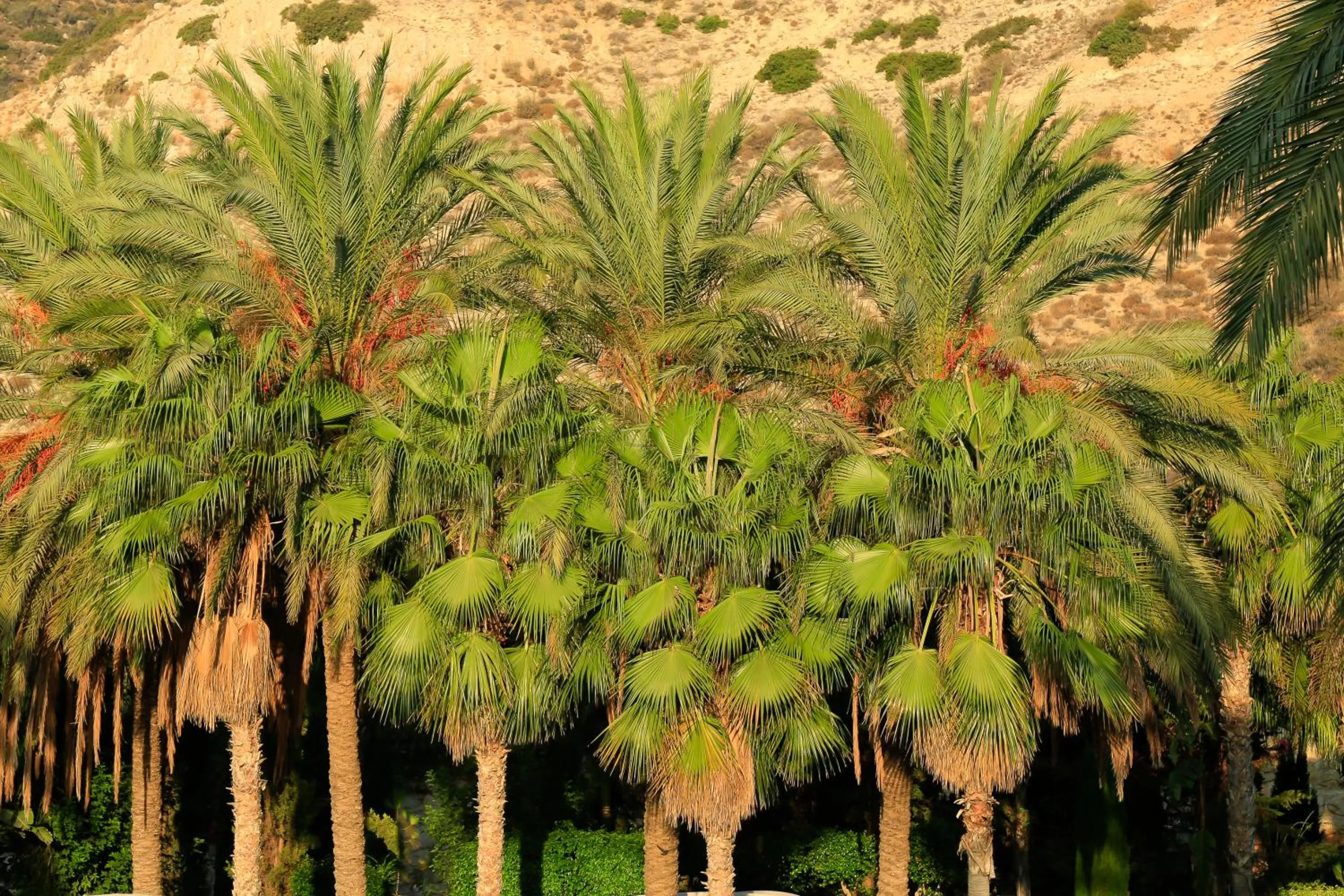 Garden in Columbia Beach Resort