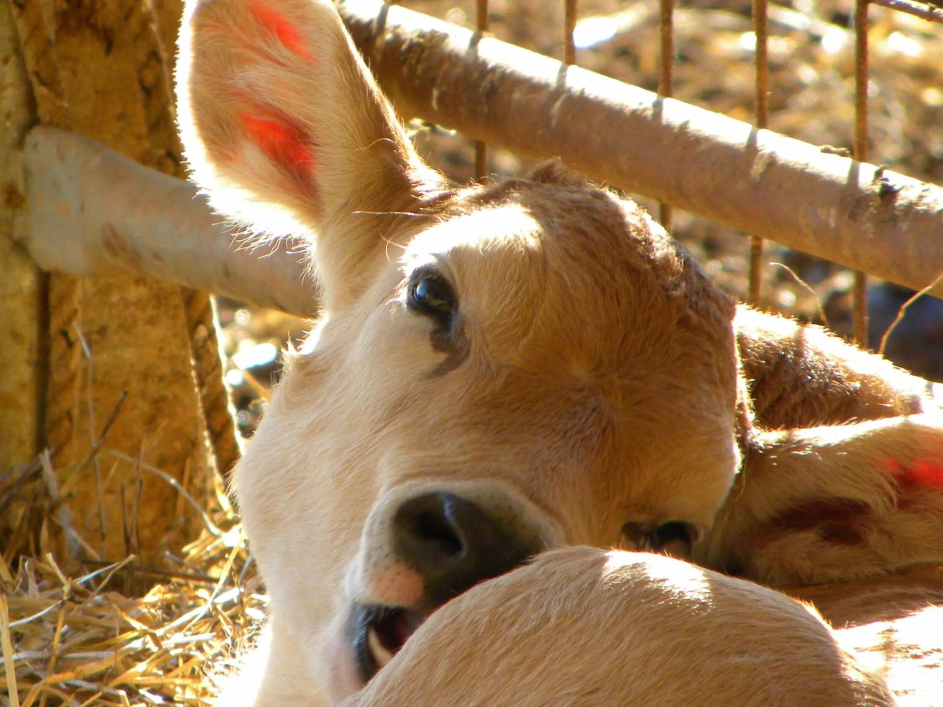 Agriristoro Podere S. Andrea