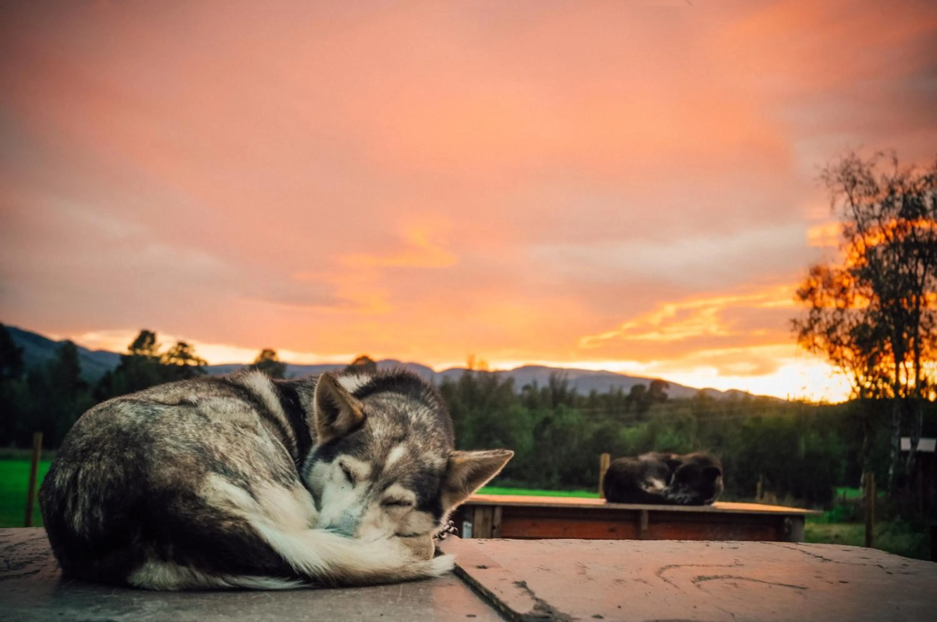Pets in Holmen Husky Lodge