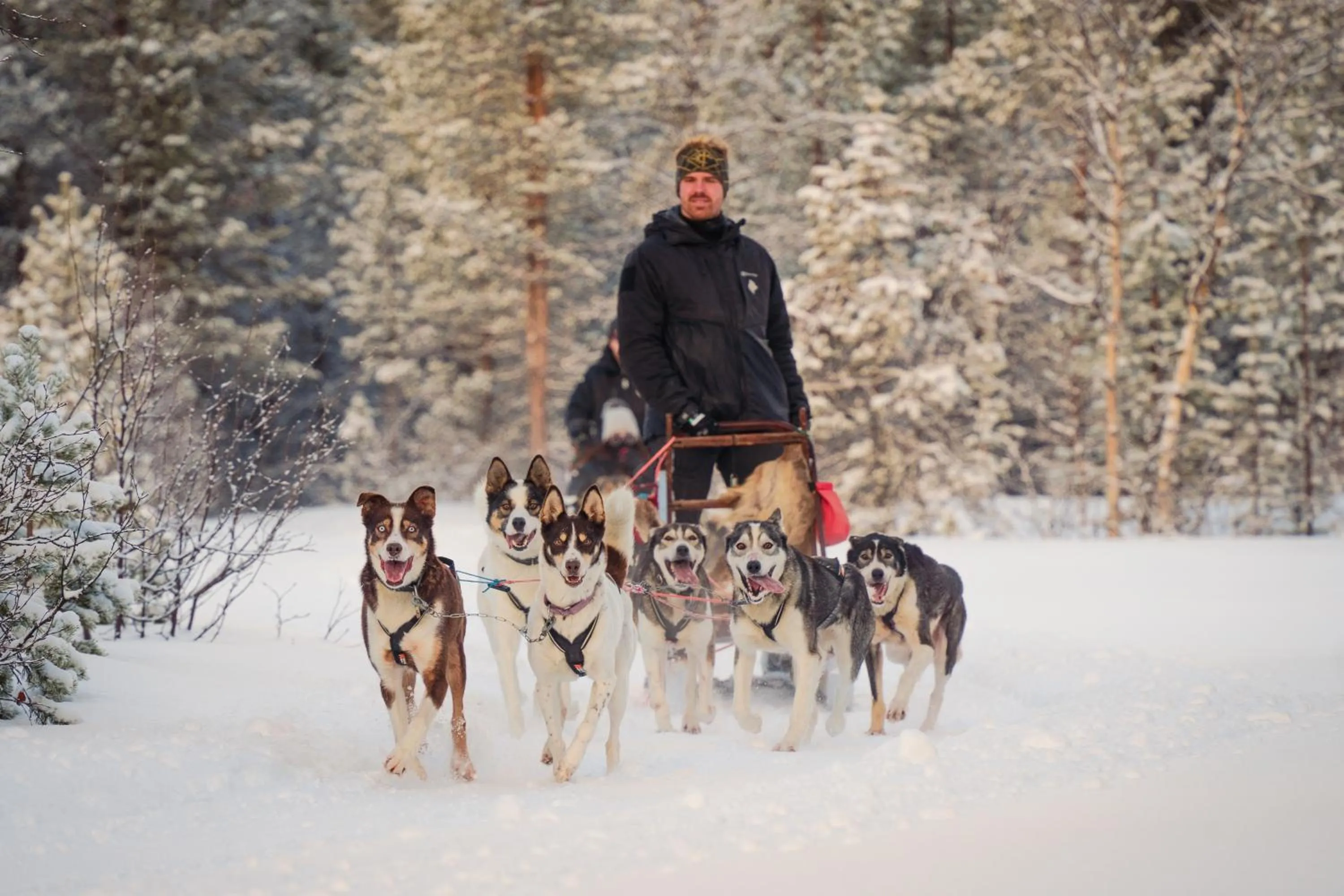 Activities in Holmen Husky Lodge